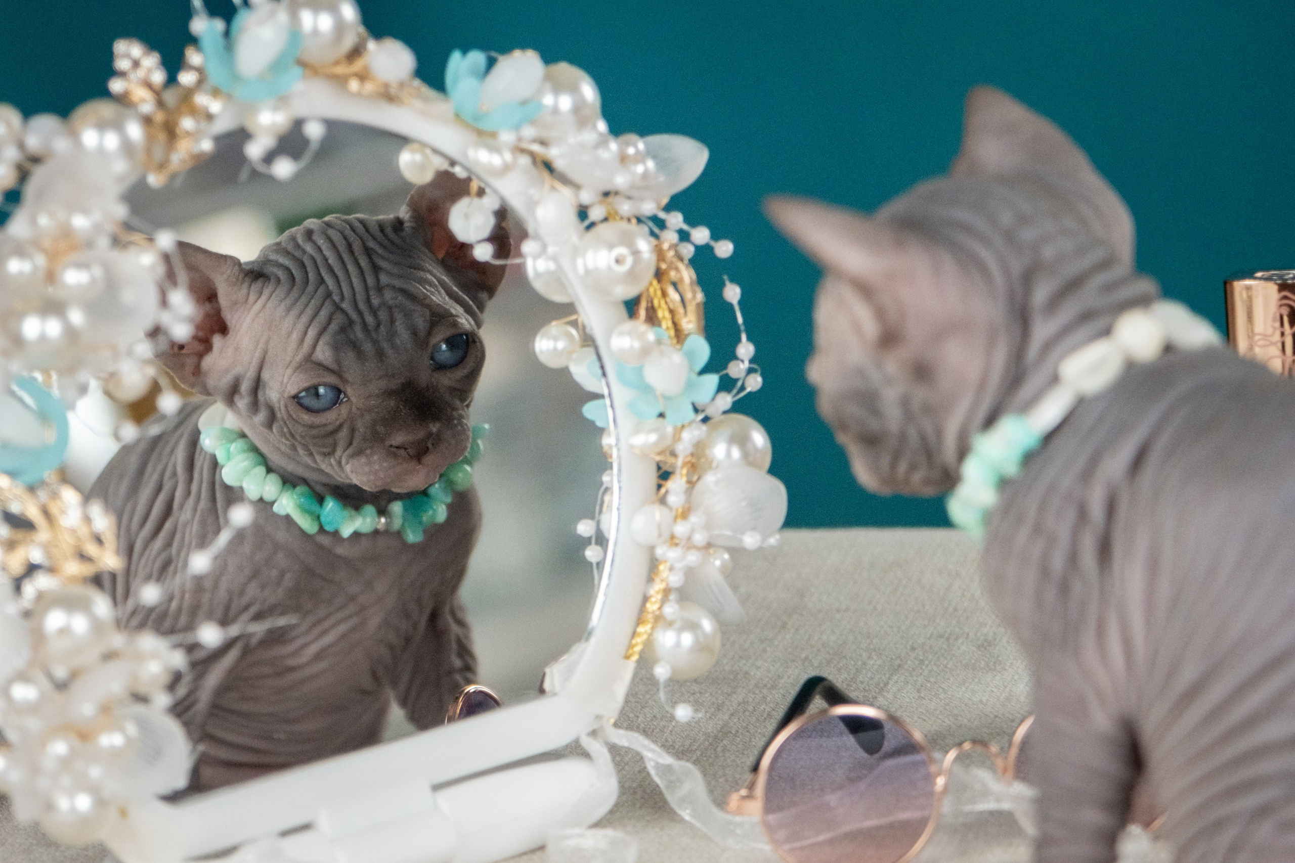 Невероятные сфинксы и эльфы для Ланы!. Зоофотограф, фотограф животных в Москве и области Дина Дамоцева