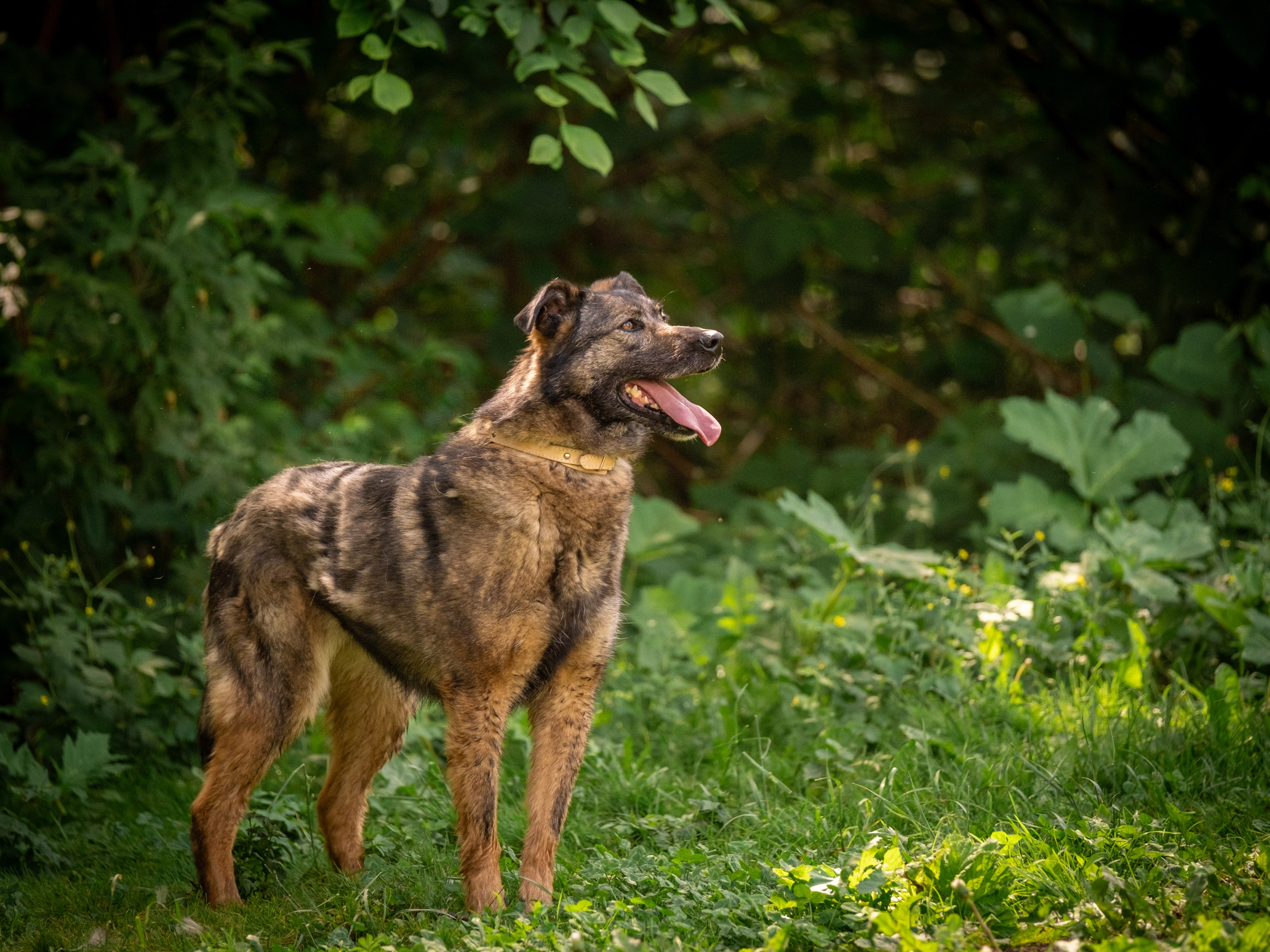 Приют Бирюлёво — для Надежды!. Зоофотограф, фотограф животных в Москве и области Дина Дамоцева