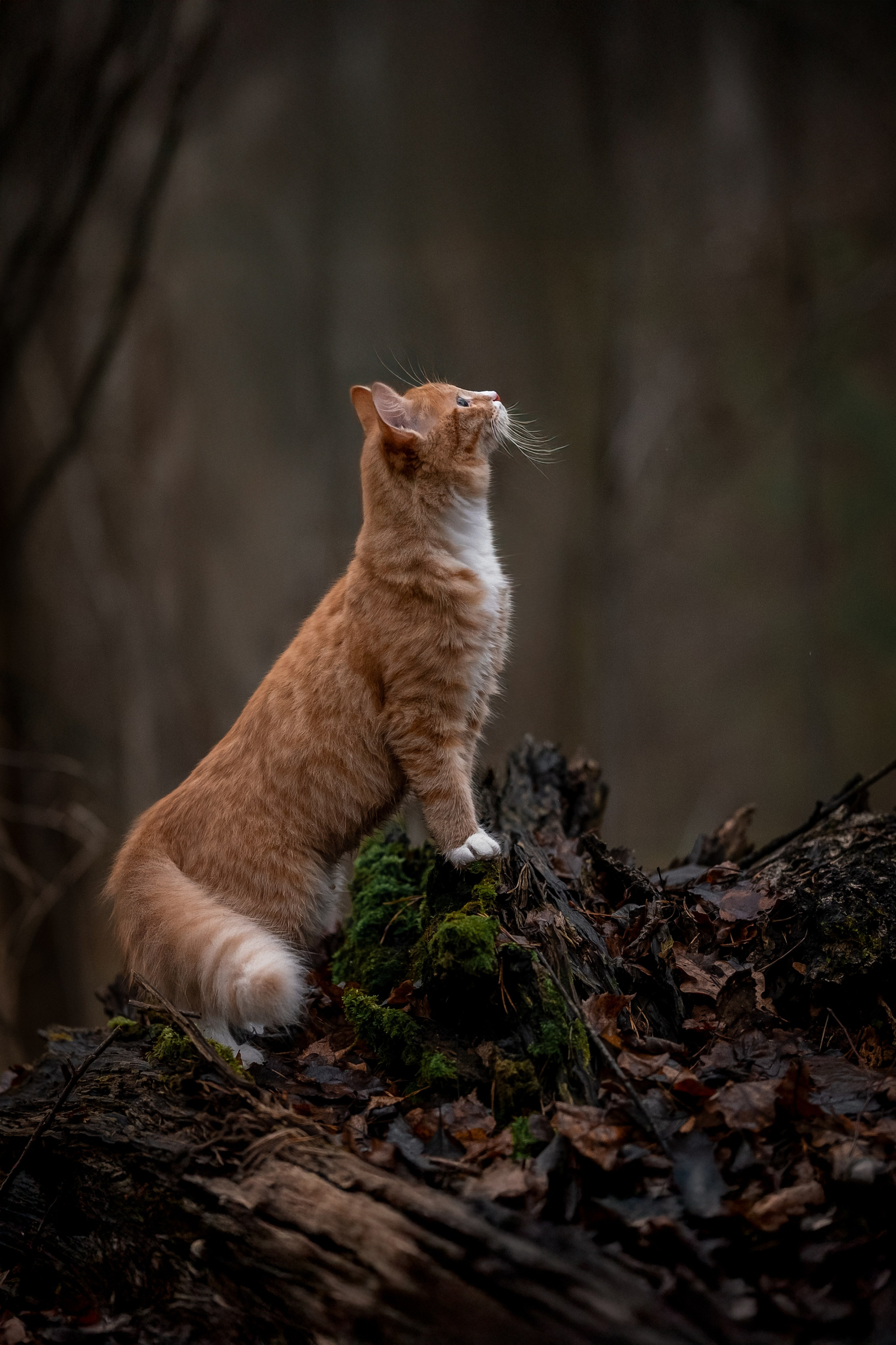Котенок Дарвин на прогулке). Зоофотограф, фотограф животных в Москве и области Дина Дамоцева