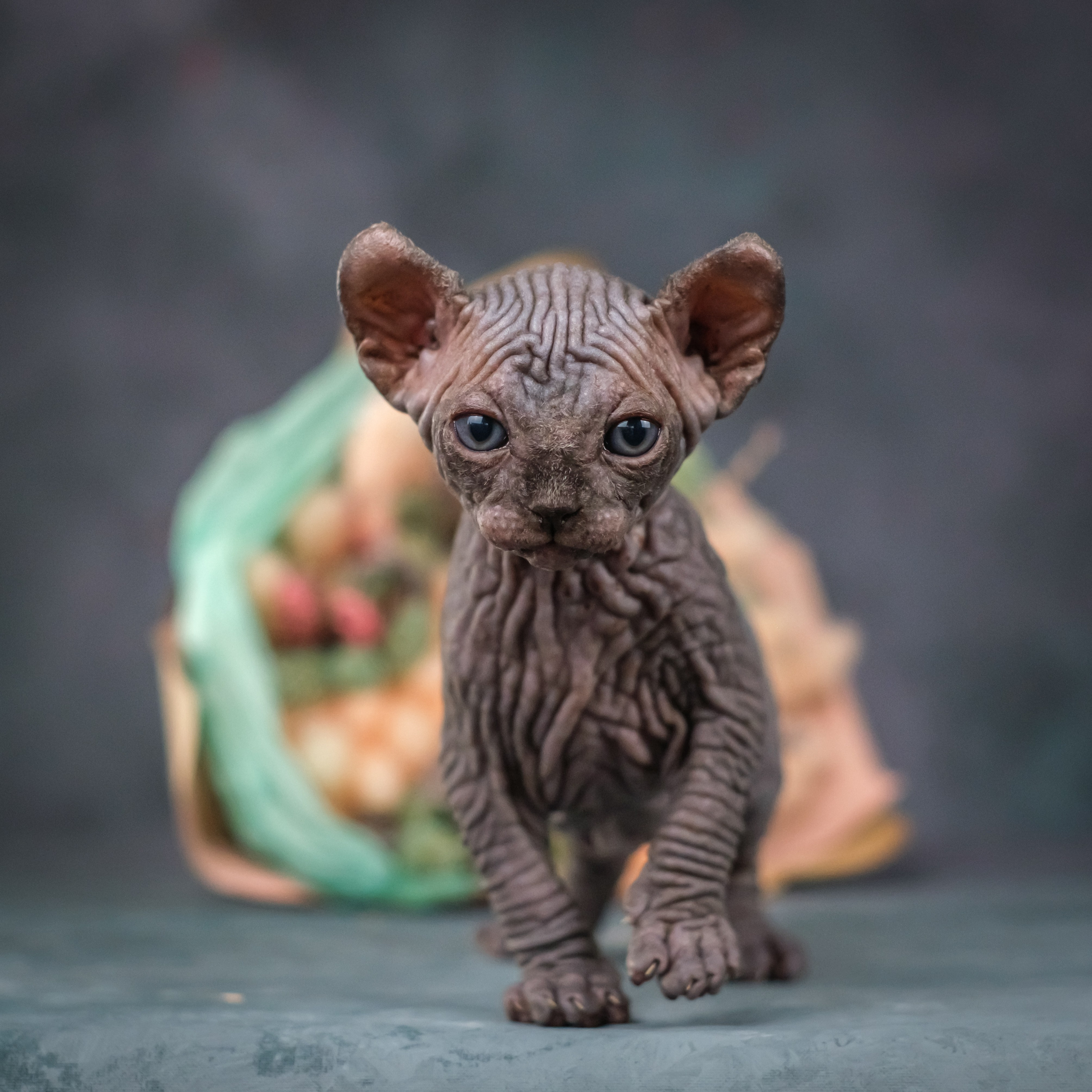 Котята для Данила и Ланы. Зоофотограф, фотограф животных в Москве и области Дина Дамоцева