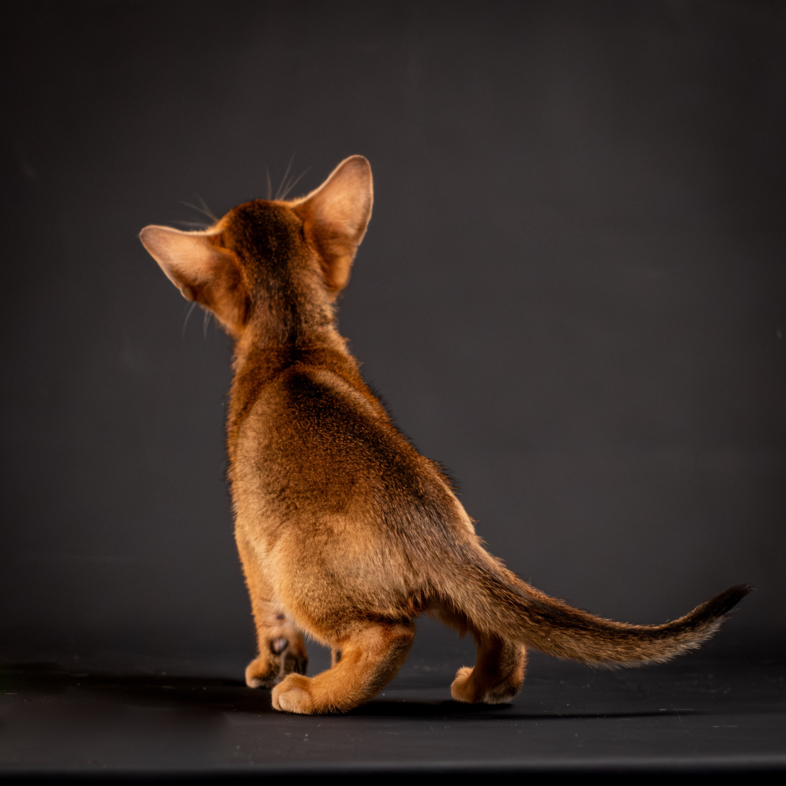 Абиссинцы для Натальи). Зоофотограф, фотограф животных в Москве и области Дина Дамоцева