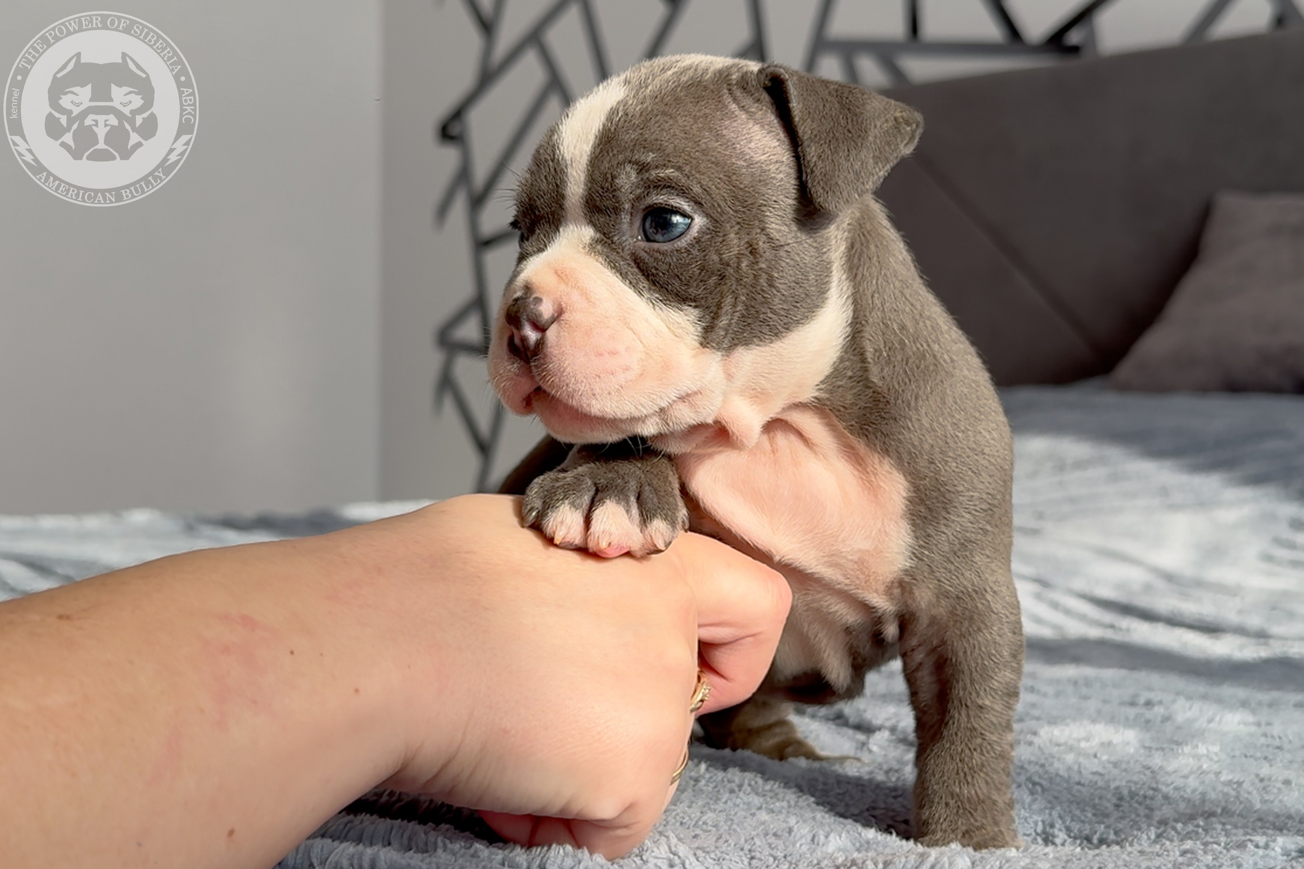 Свободные щенки Американский Булли стандарт и Свободные щенки Американский Булли классик. Американский Булли в г. Ростов-на-Дону. Питомник THE POWER OF SIBERIA