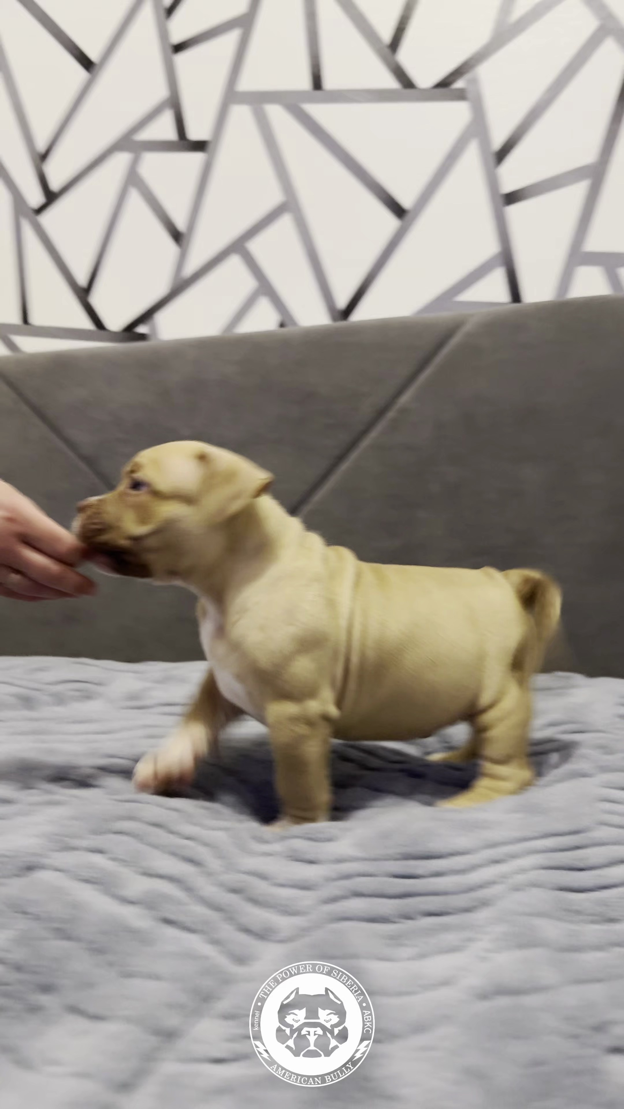 Свободные щенки Американский Булли, в типах покет, классик, стандарт. Американский Булли в г. Ростов-на-Дону. Питомник THE POWER OF SIBERIA