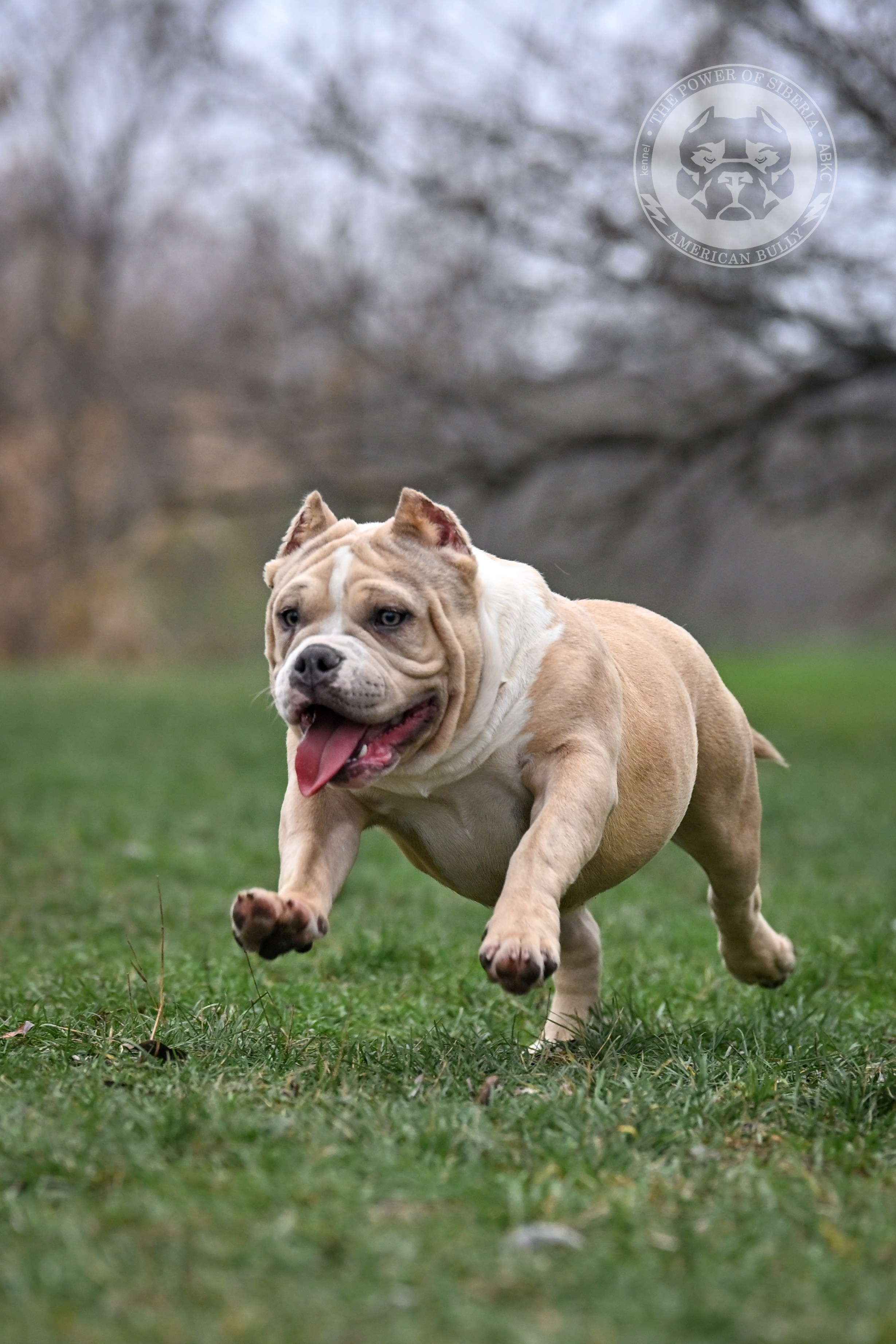 Свободные щенки Американский Булли покет. Американский Булли в г. Ростов-на-Дону. Питомник THE POWER OF SIBERIA