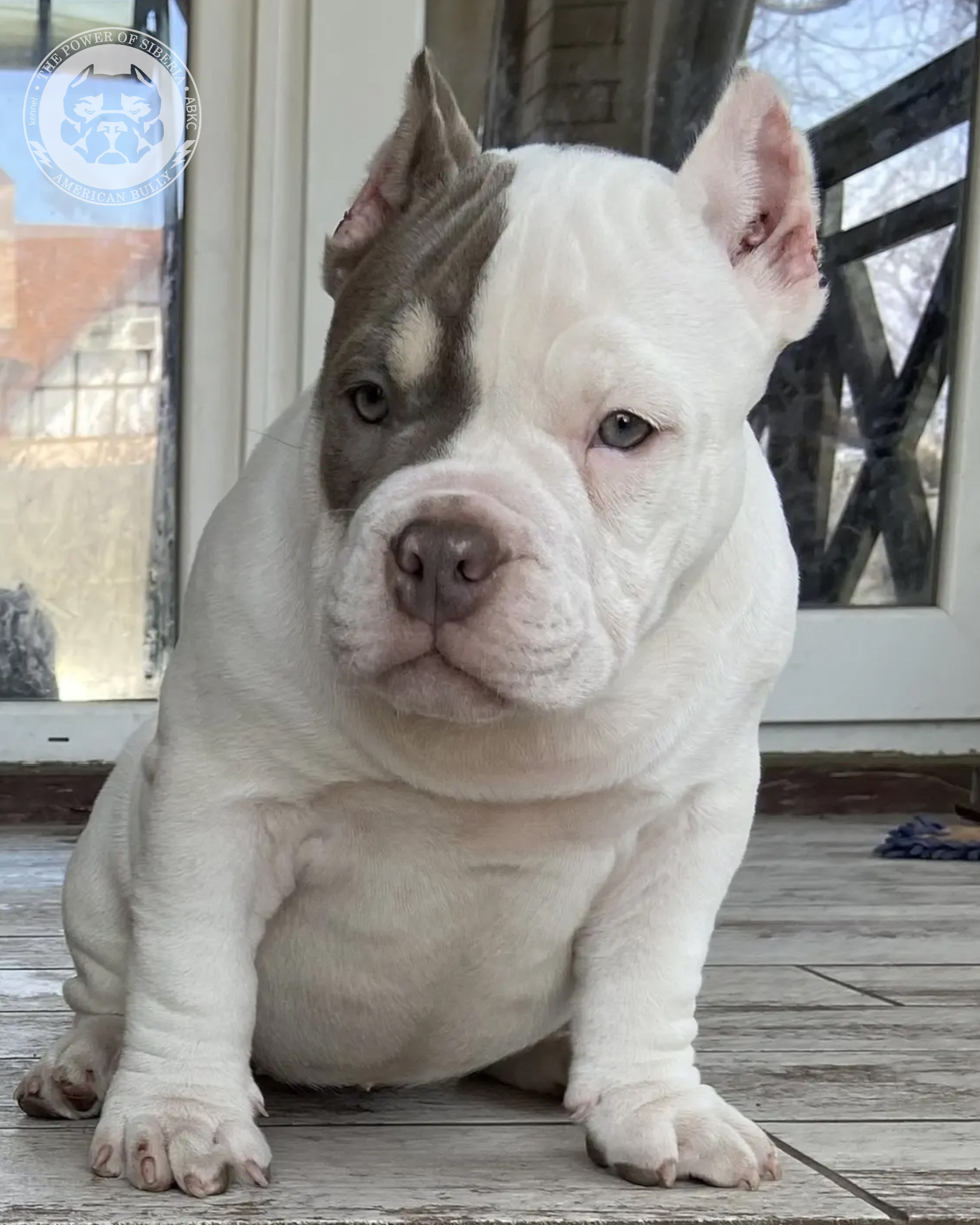 Свободные щенки Американский Булли покет. Американский Булли в г. Ростов-на-Дону. Питомник THE POWER OF SIBERIA