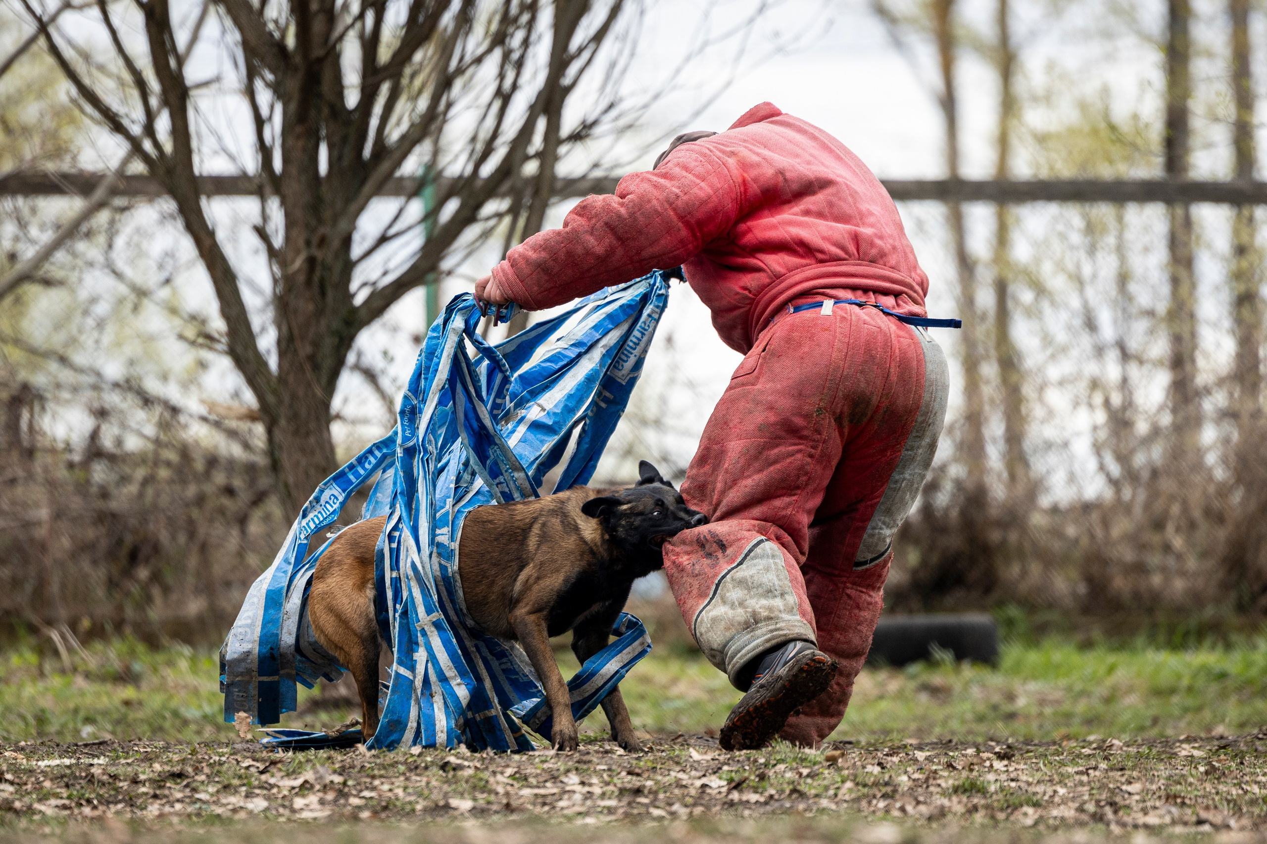 Квалификационные состязания по мондьорингу г. Вологда 11.05.24. Фотограф-анималист Анна Маринич