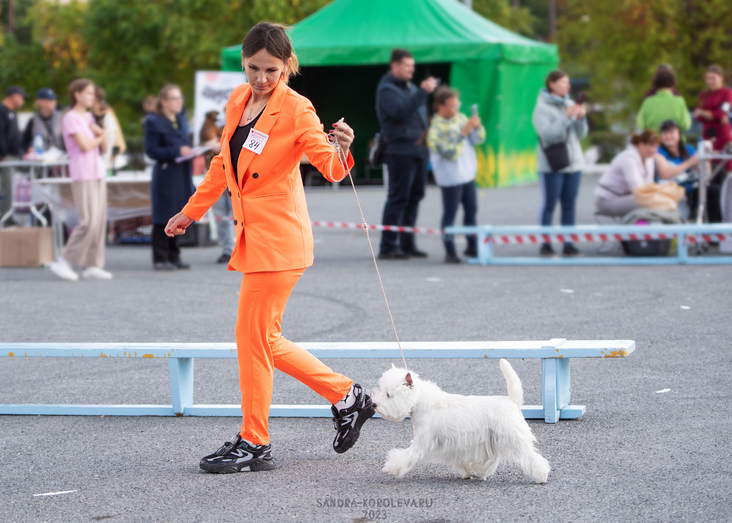 Выставка собак Тюмень 02.09.2023. Дог-фотограф в Тюмени Александра Королева