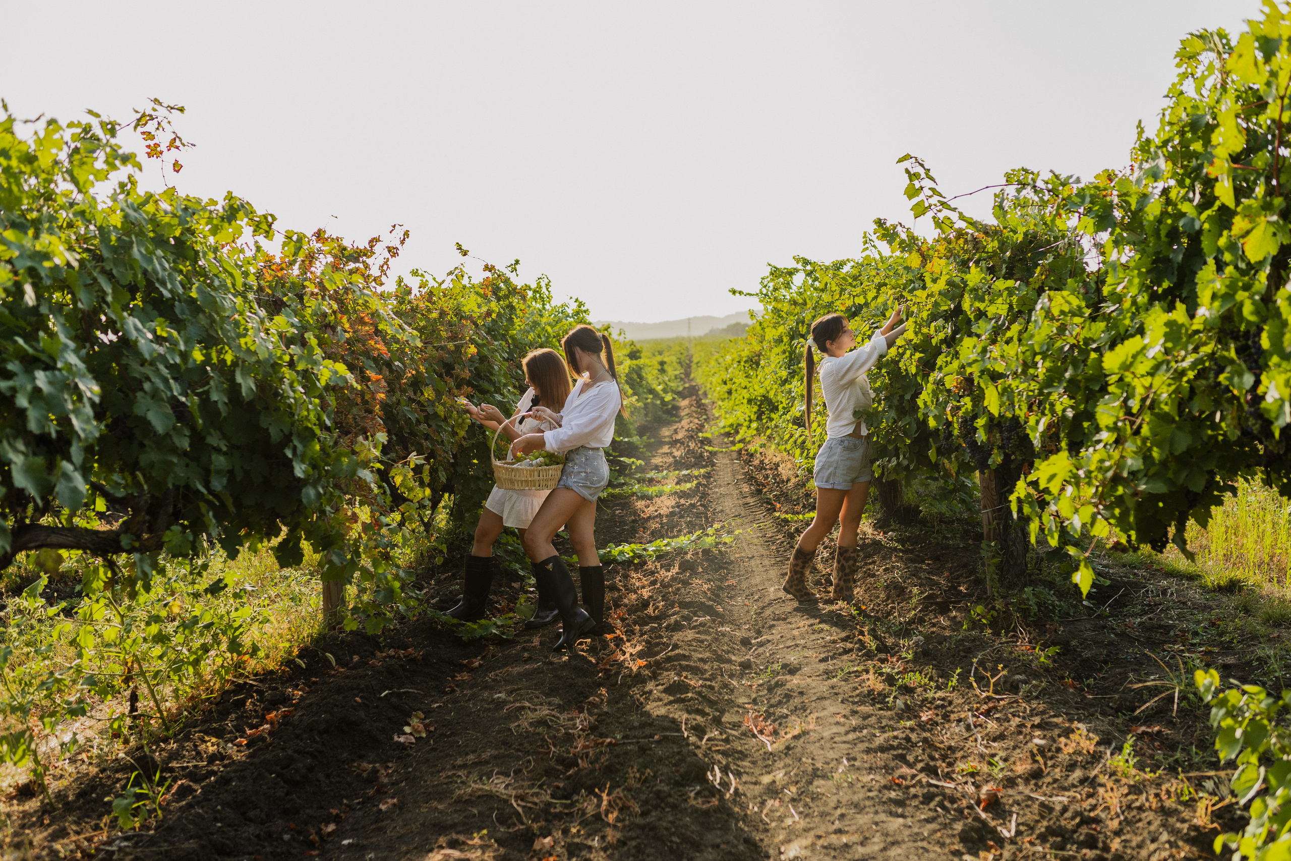 История в виноградниках. Фотограф в Краснодаре Юлия Перкунова