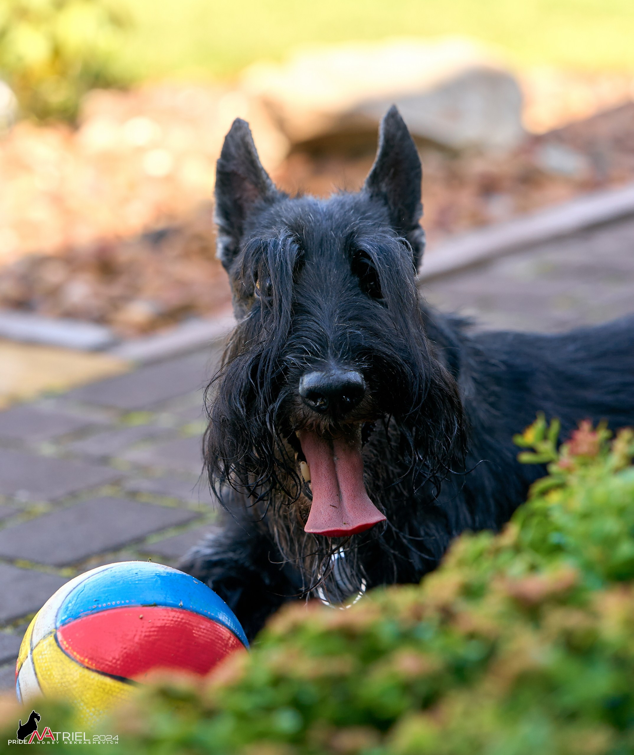 Скотчесемья «ИмпериалИти»