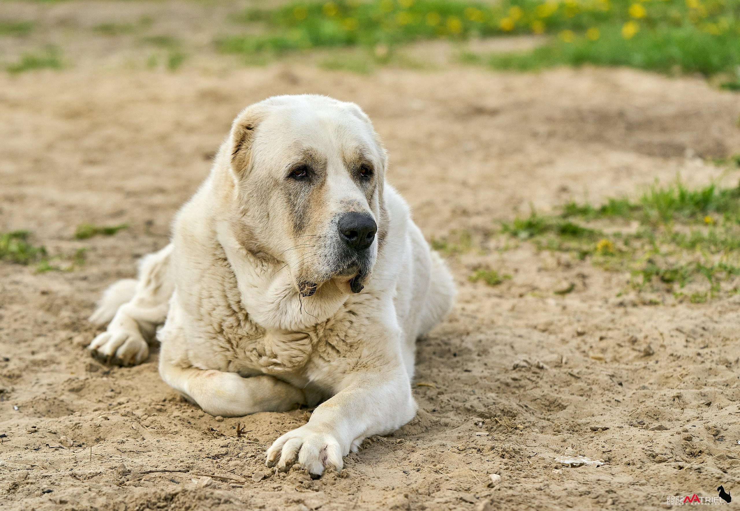 Съемка в питомнике