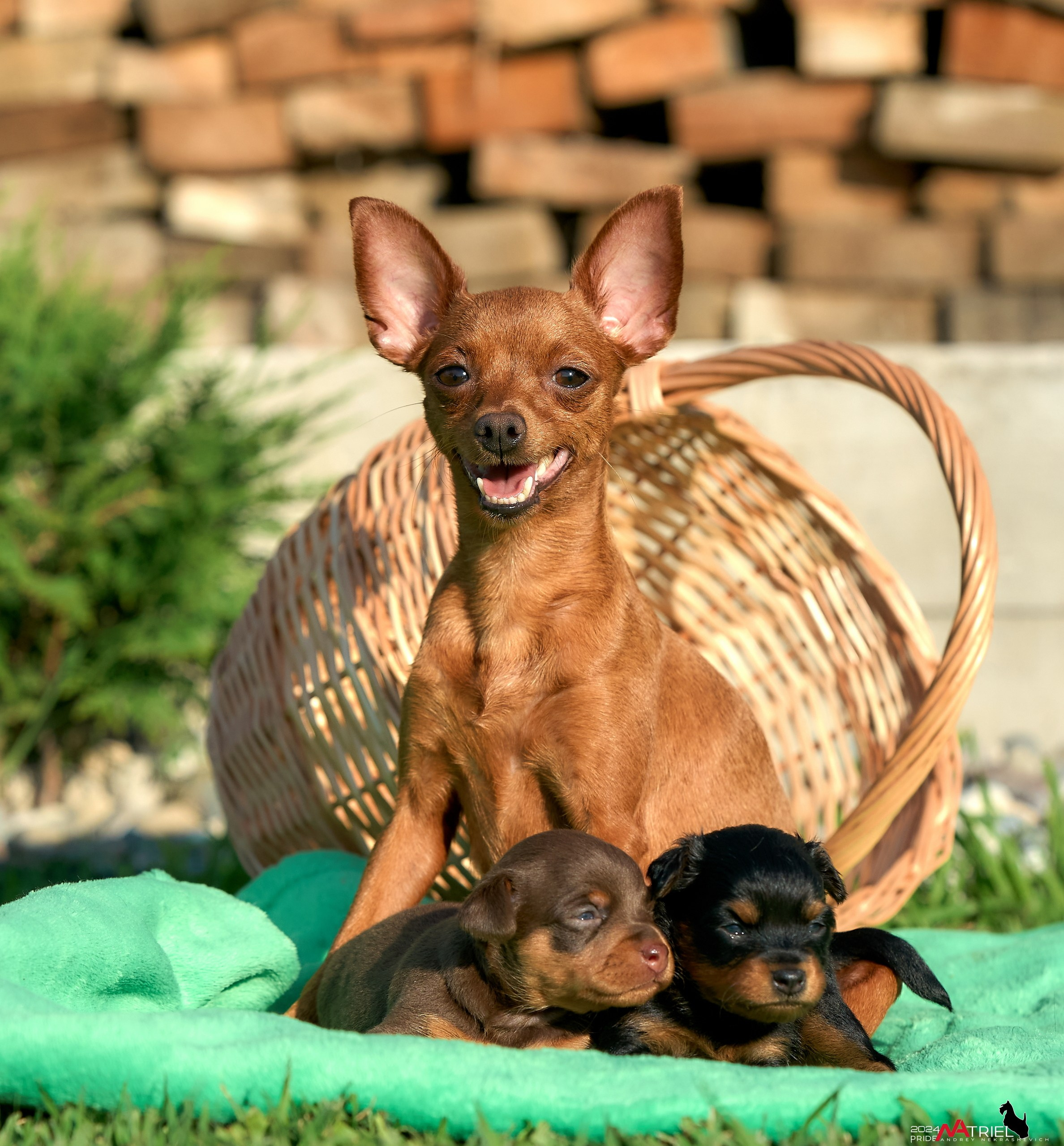Фотопрогулка с крысариками