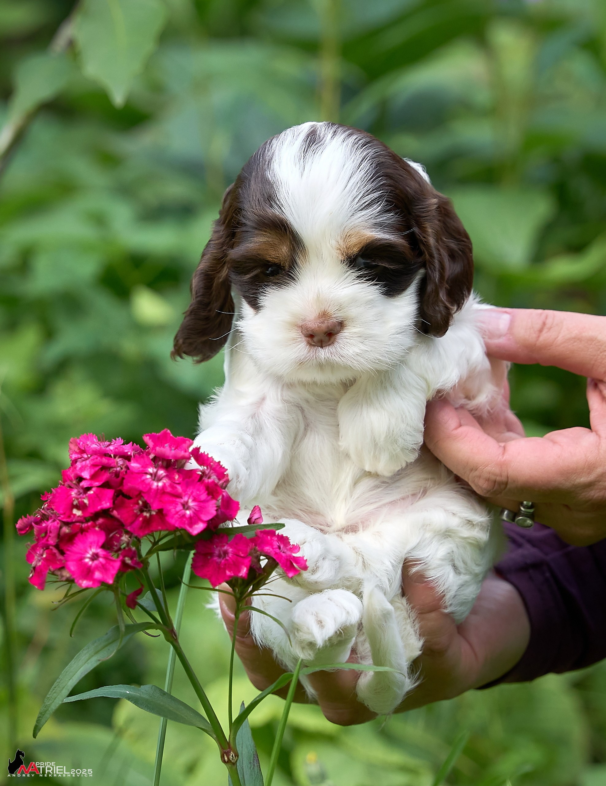 Щенки АмКокеров