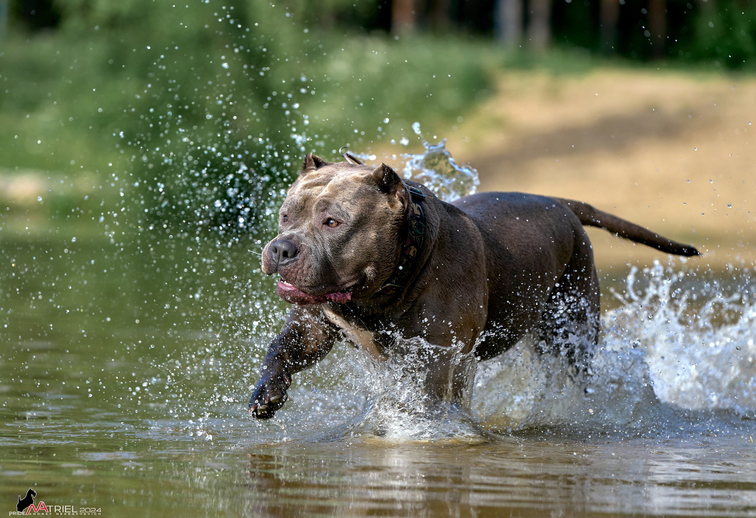 Фотопрогулка с булли
