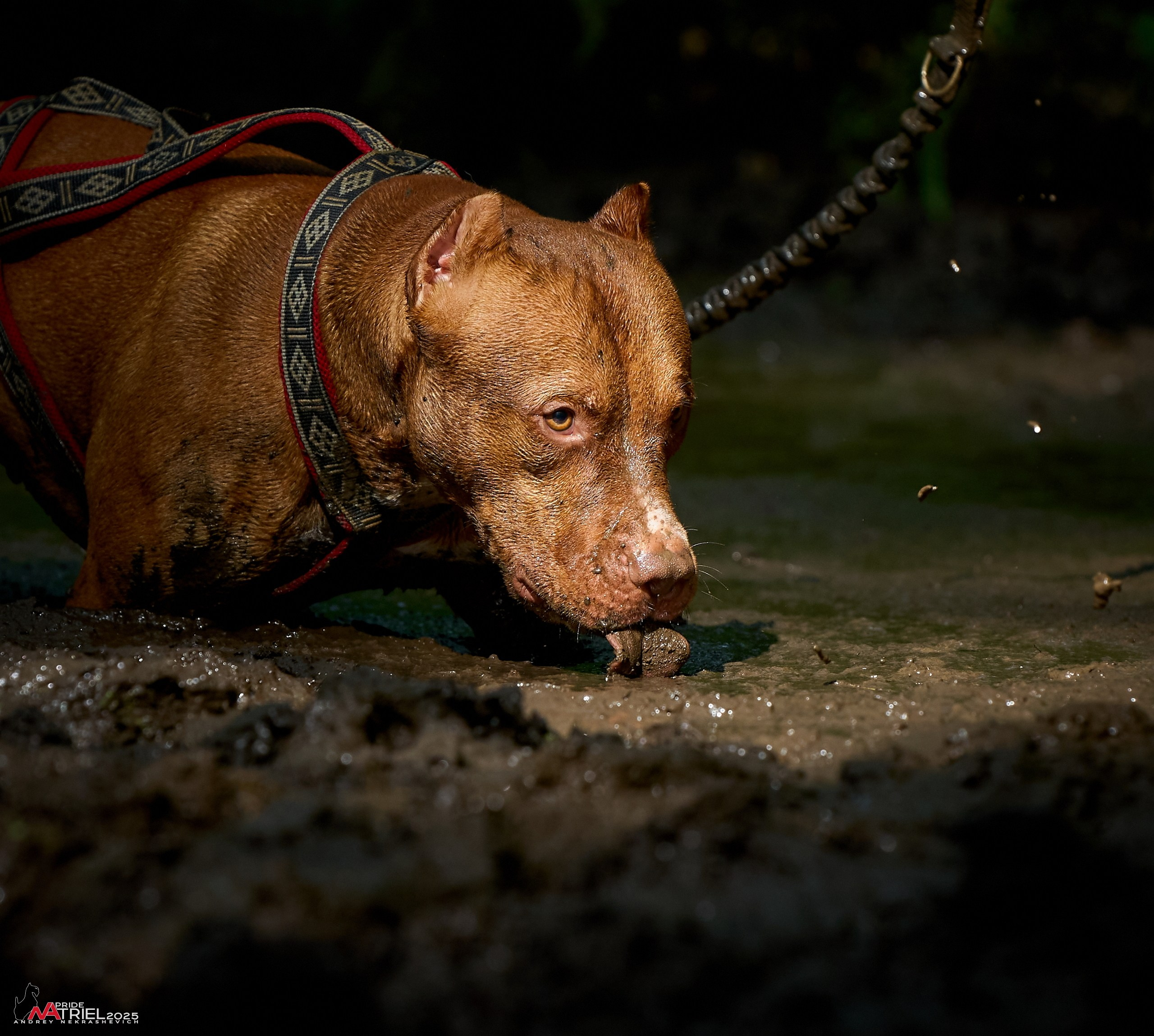 Russian Extreme Dog Trail — 2025