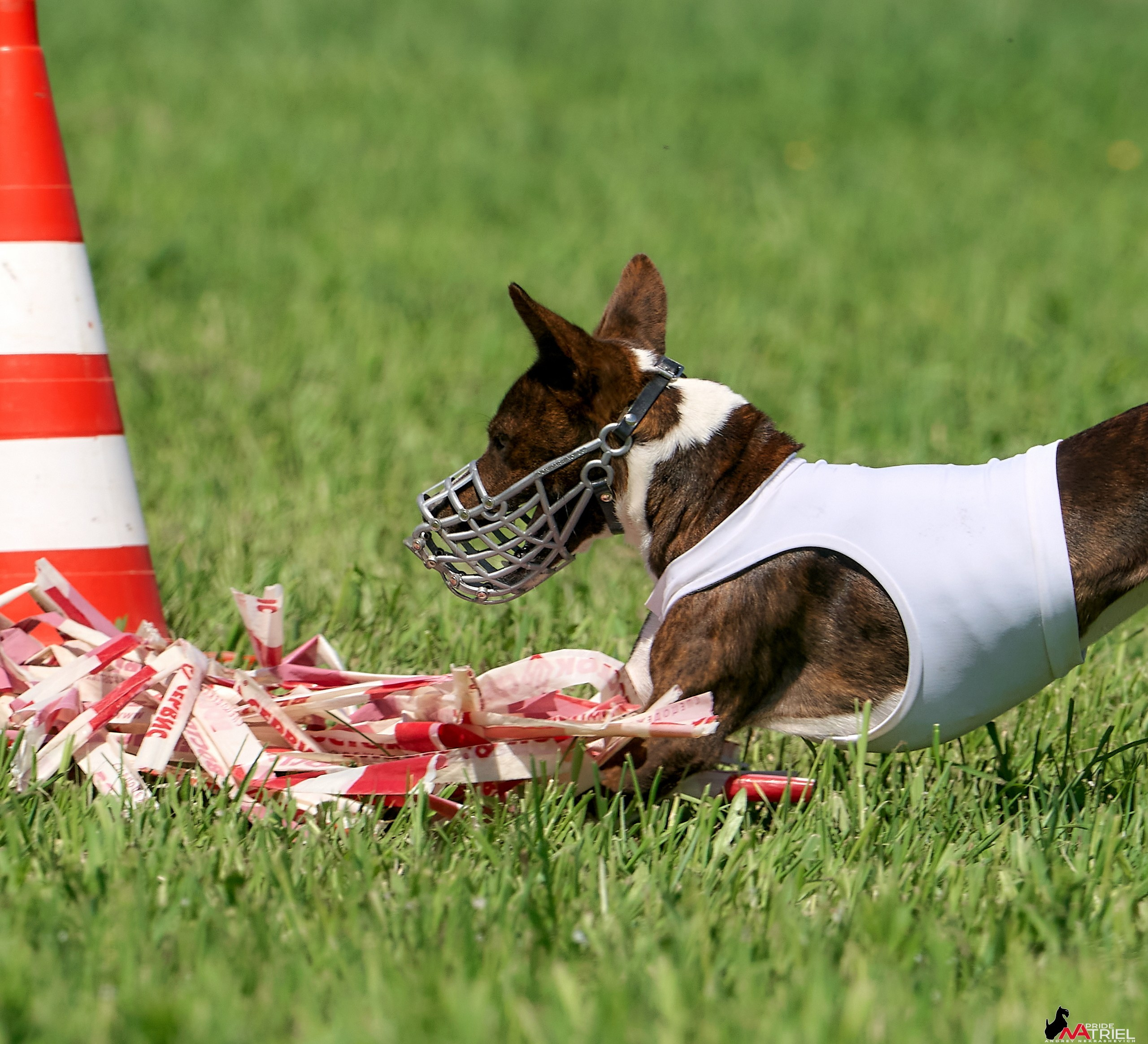 Съемка курсинг — галерея NATRIEL