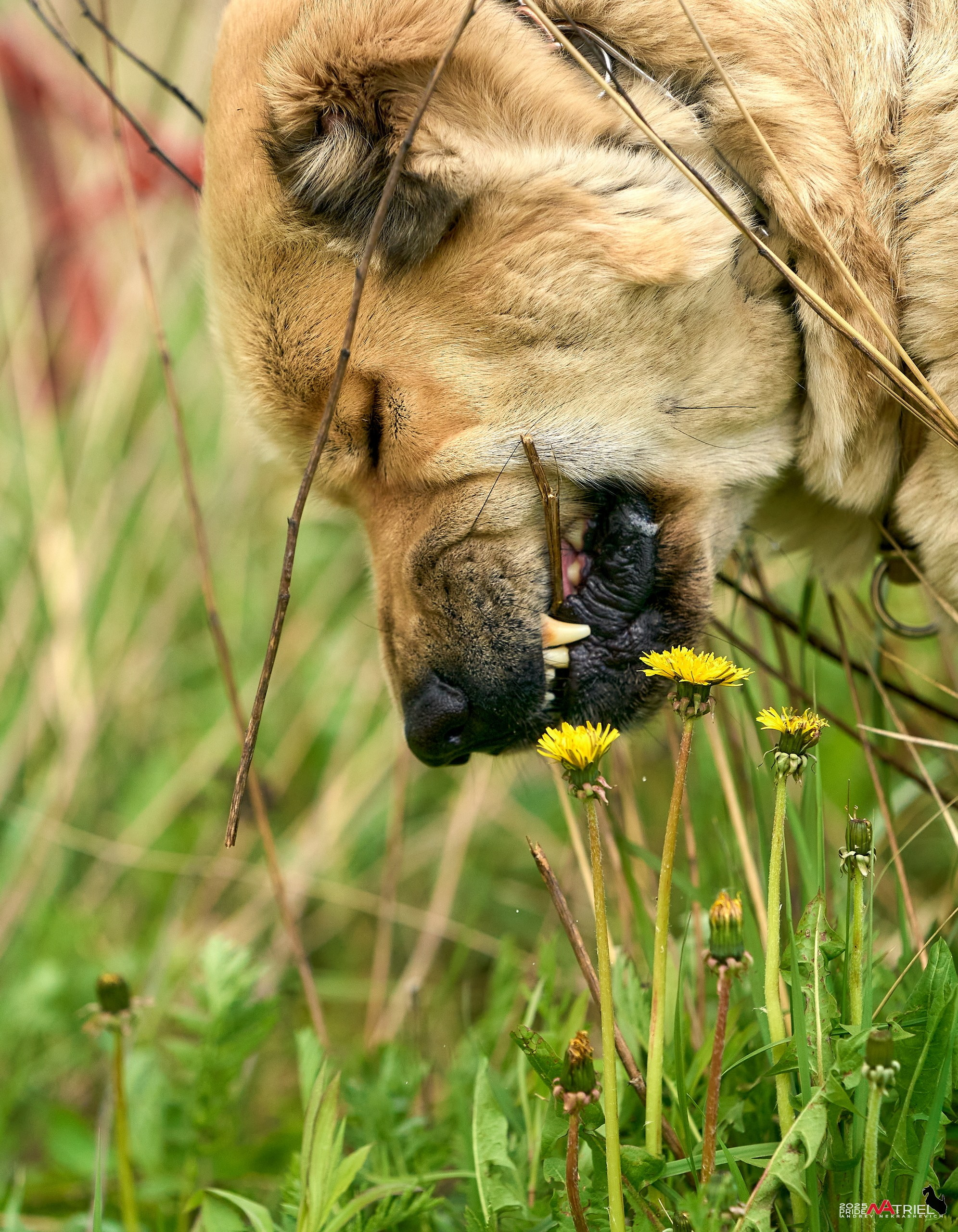 Съемка в питомнике