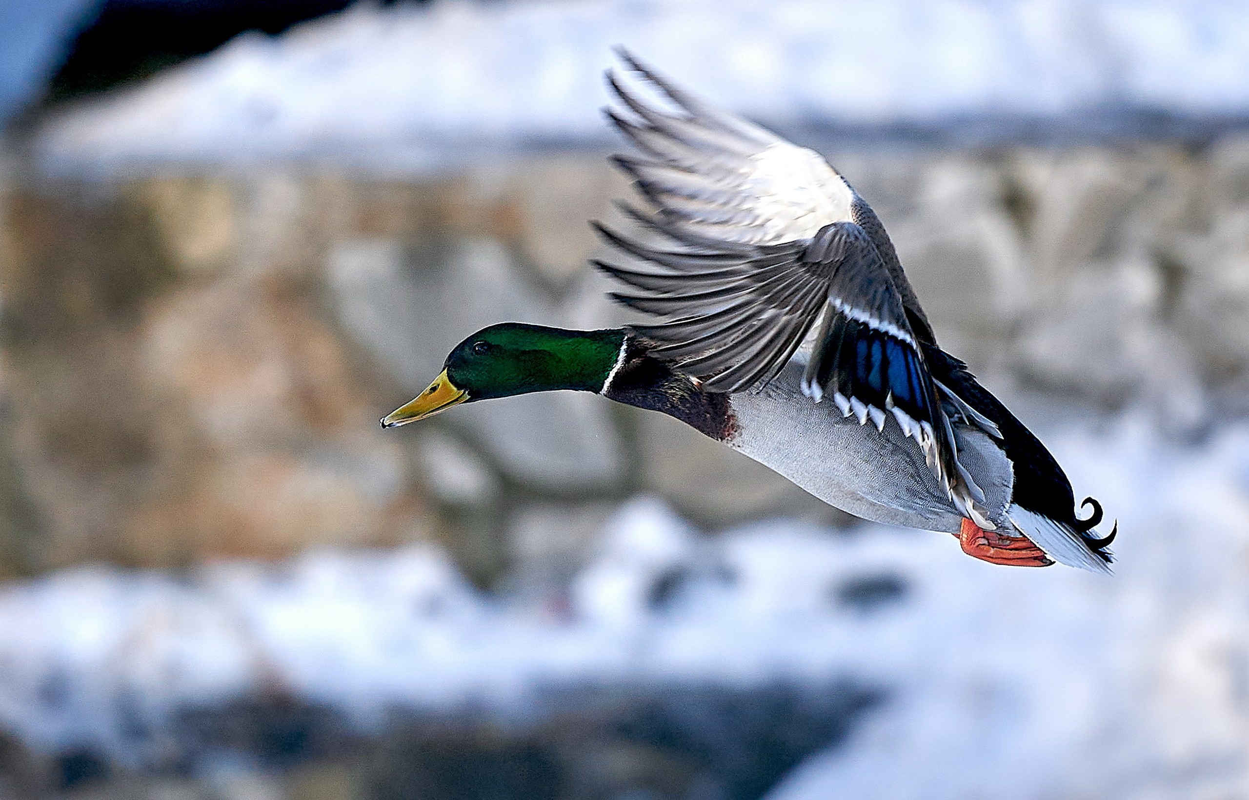 Фото птиц — галерея NATRIEL