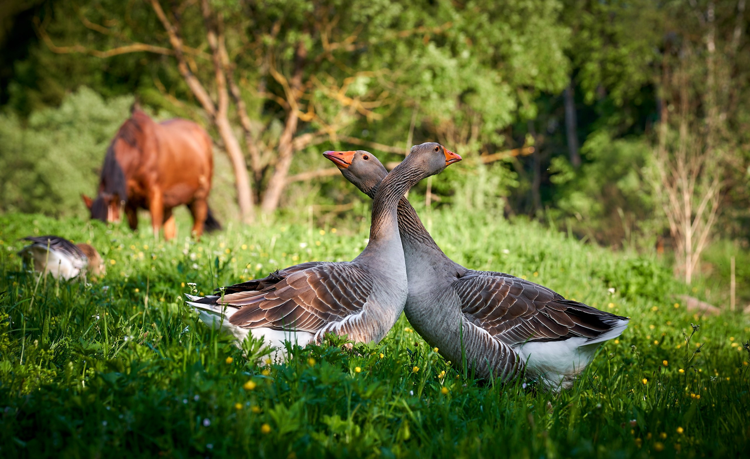 Фото птиц — галерея NATRIEL