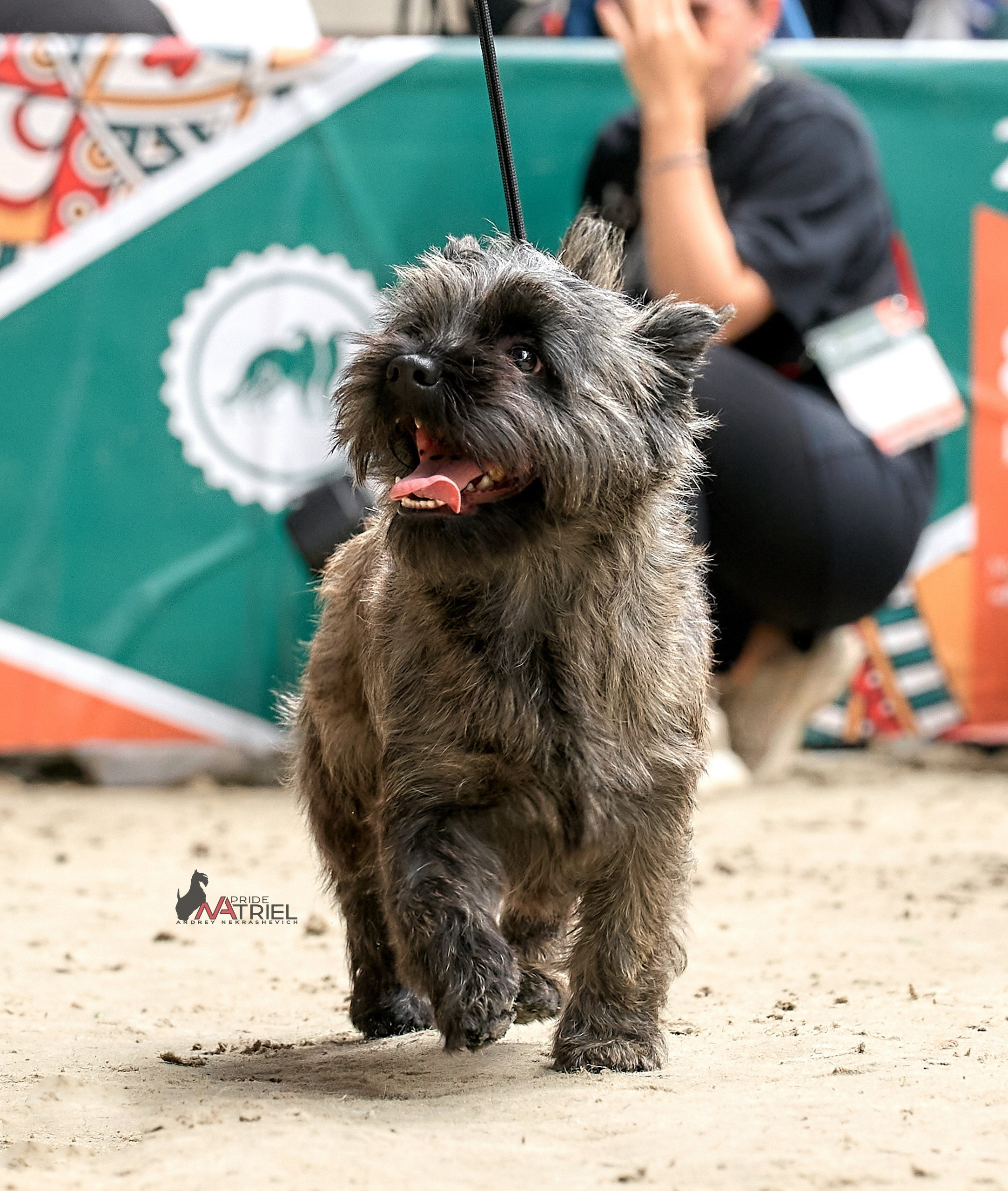 Работа в рингах — галерея NATRIEL