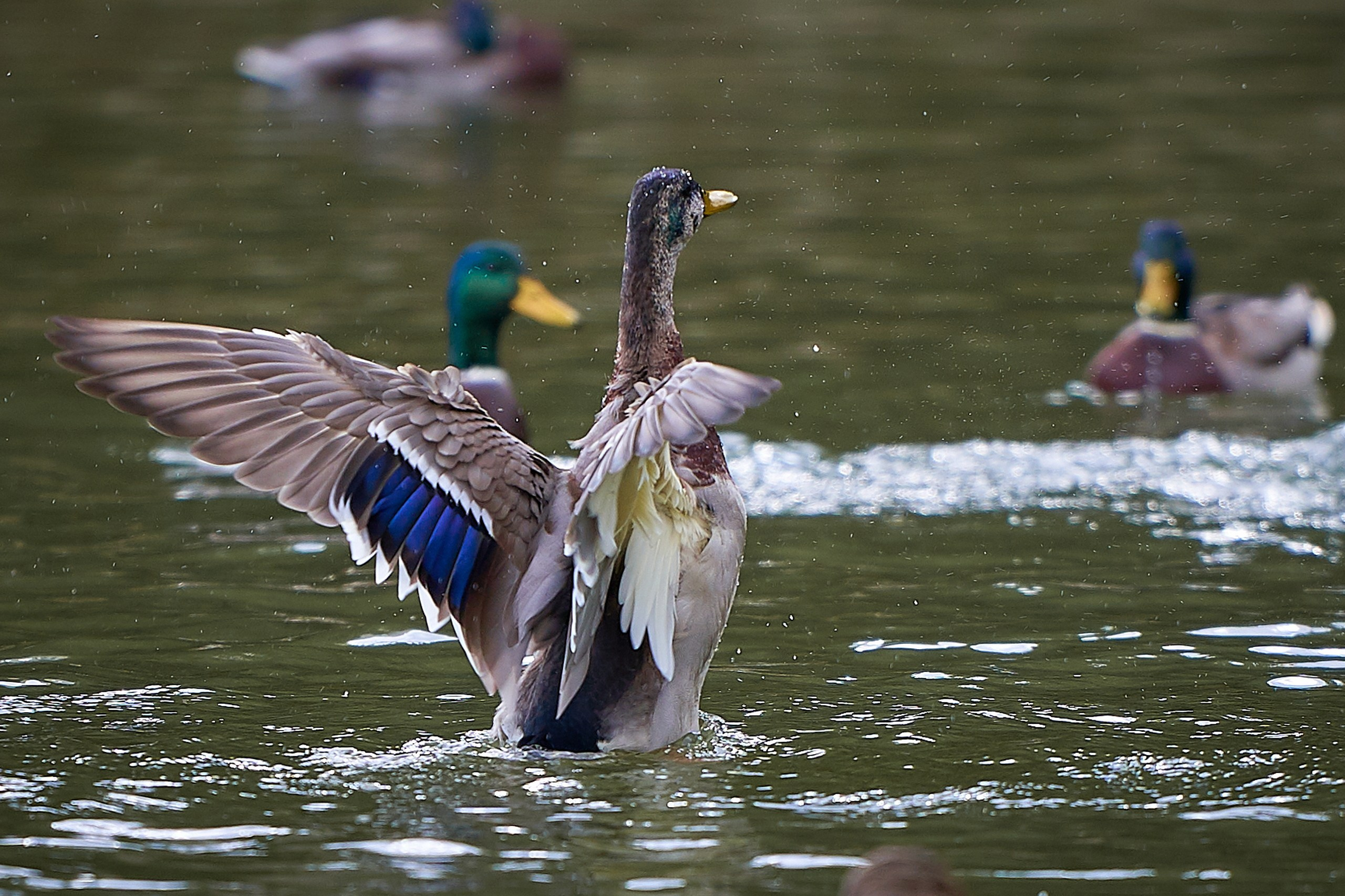 Фото птиц — галерея NATRIEL