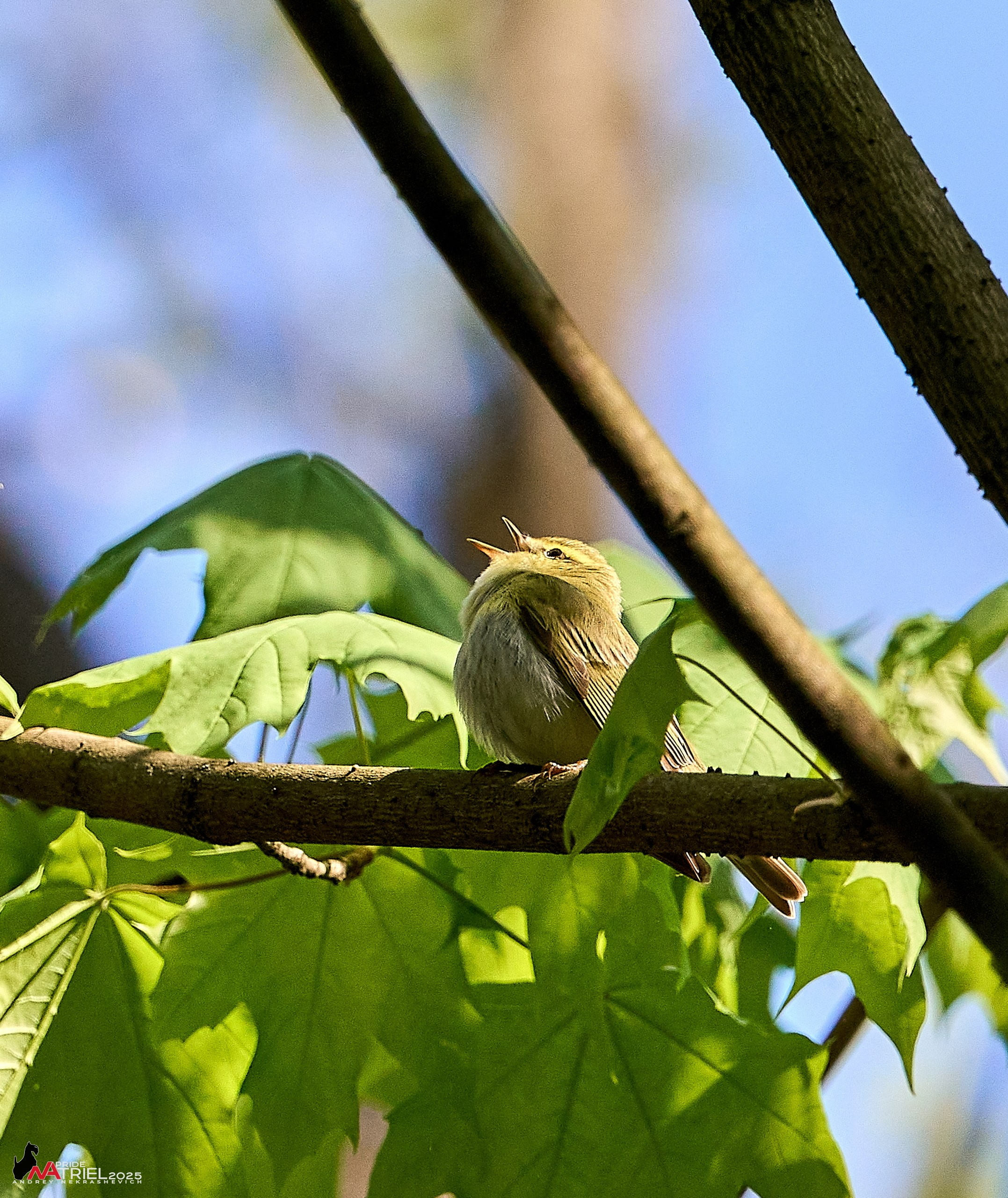 Съемка в майском лесу