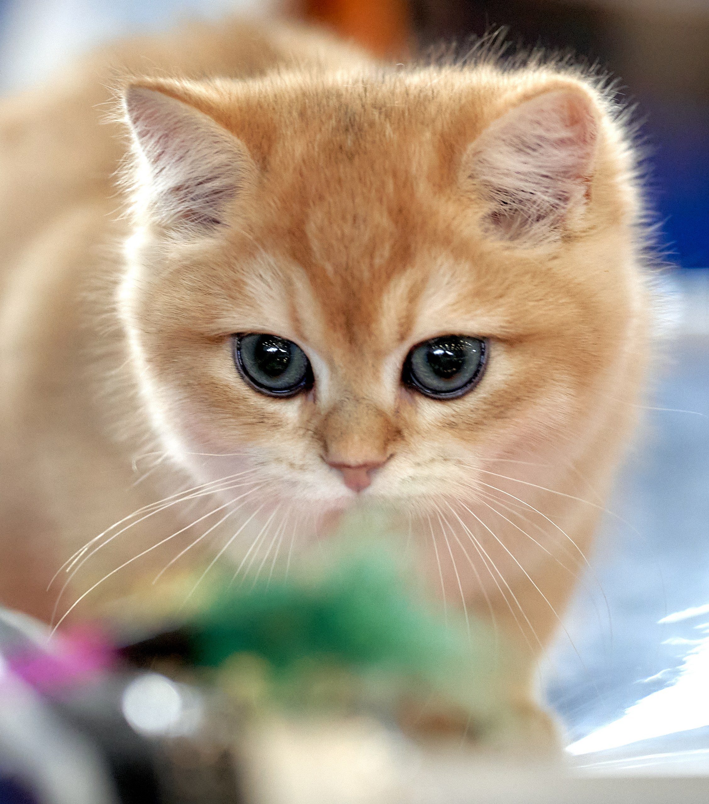 Кошки на выставках — галерея NATRIEL