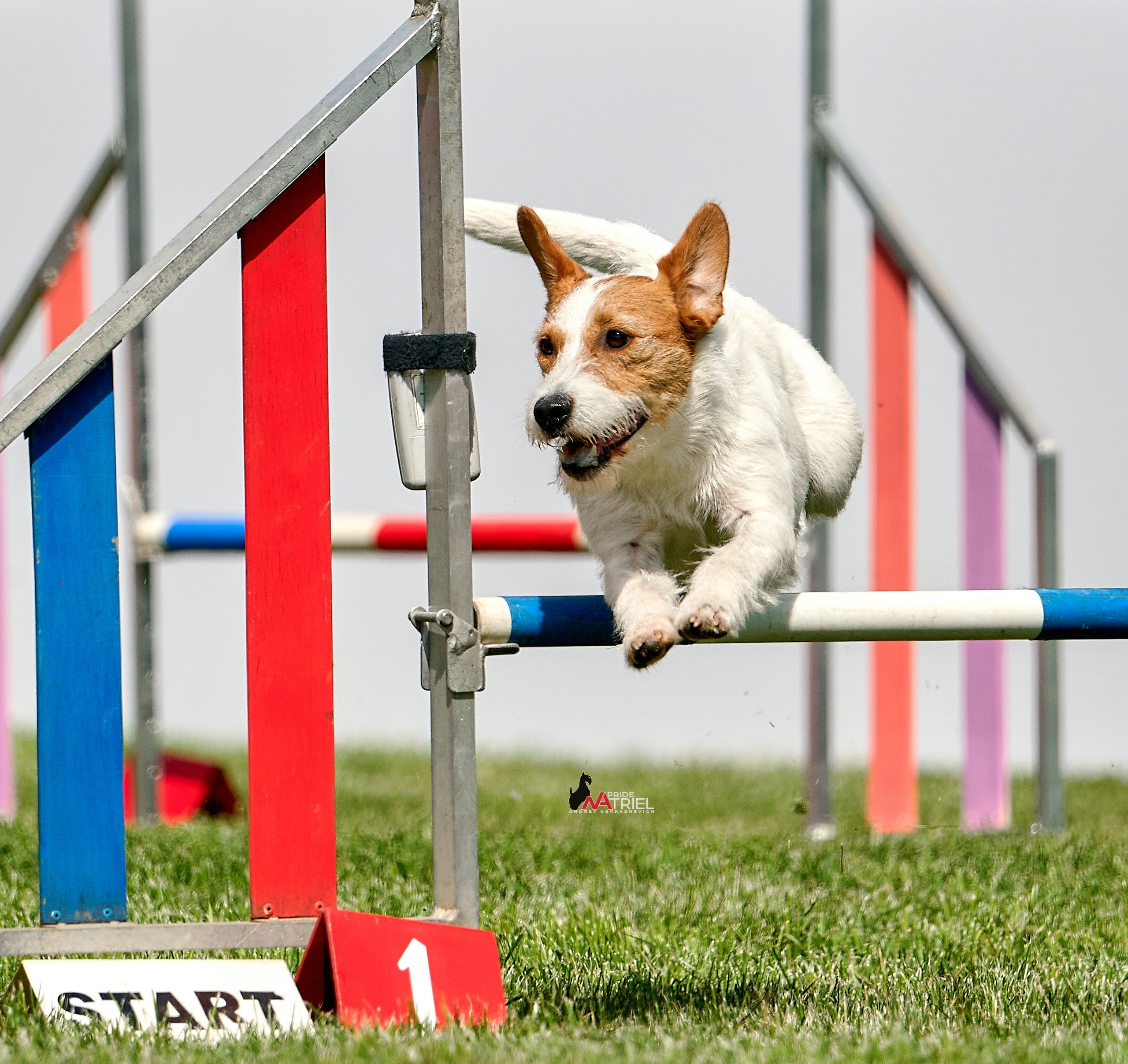 Аджилити — галерея NATRIEL