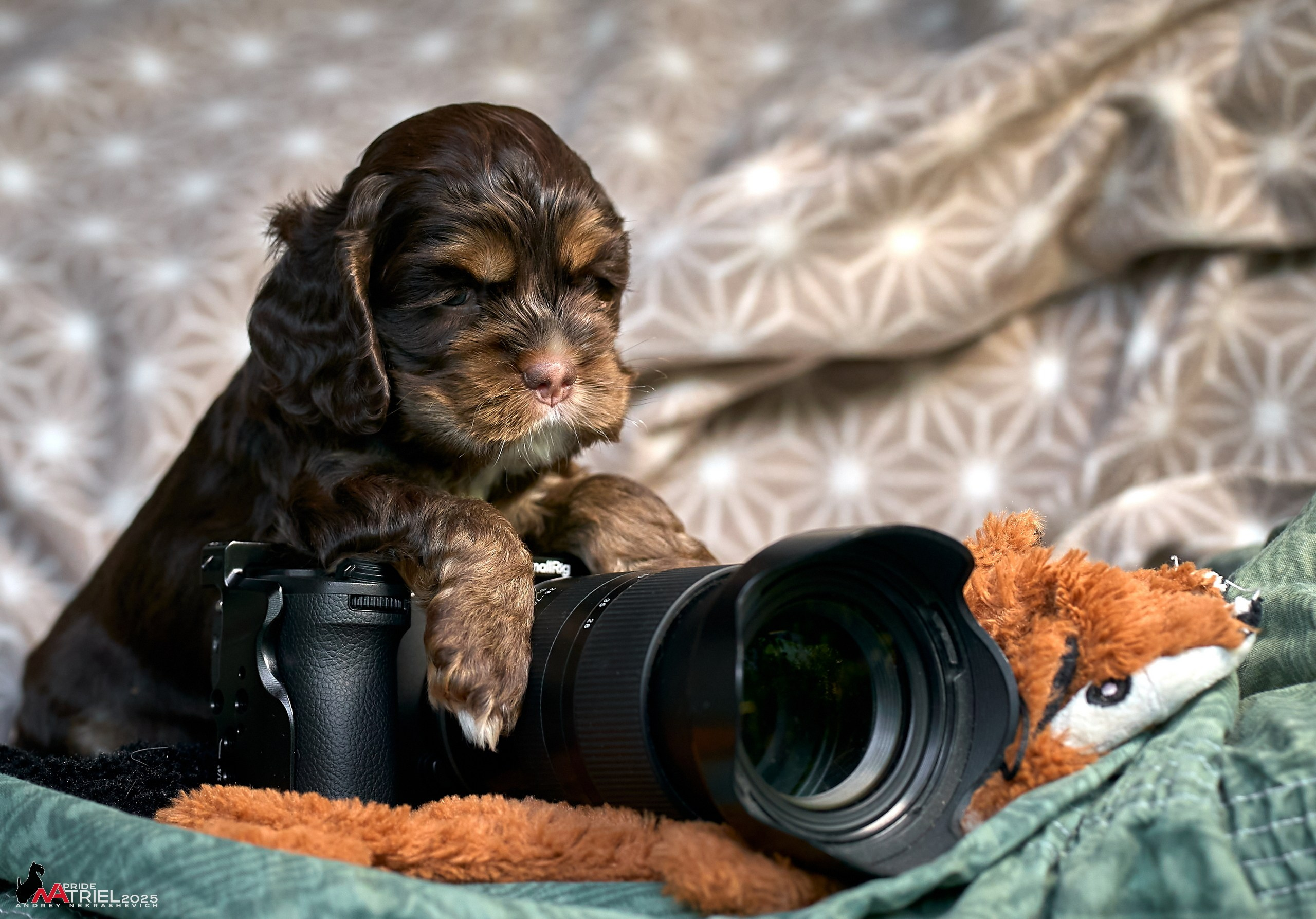 Щенки АмКокеров