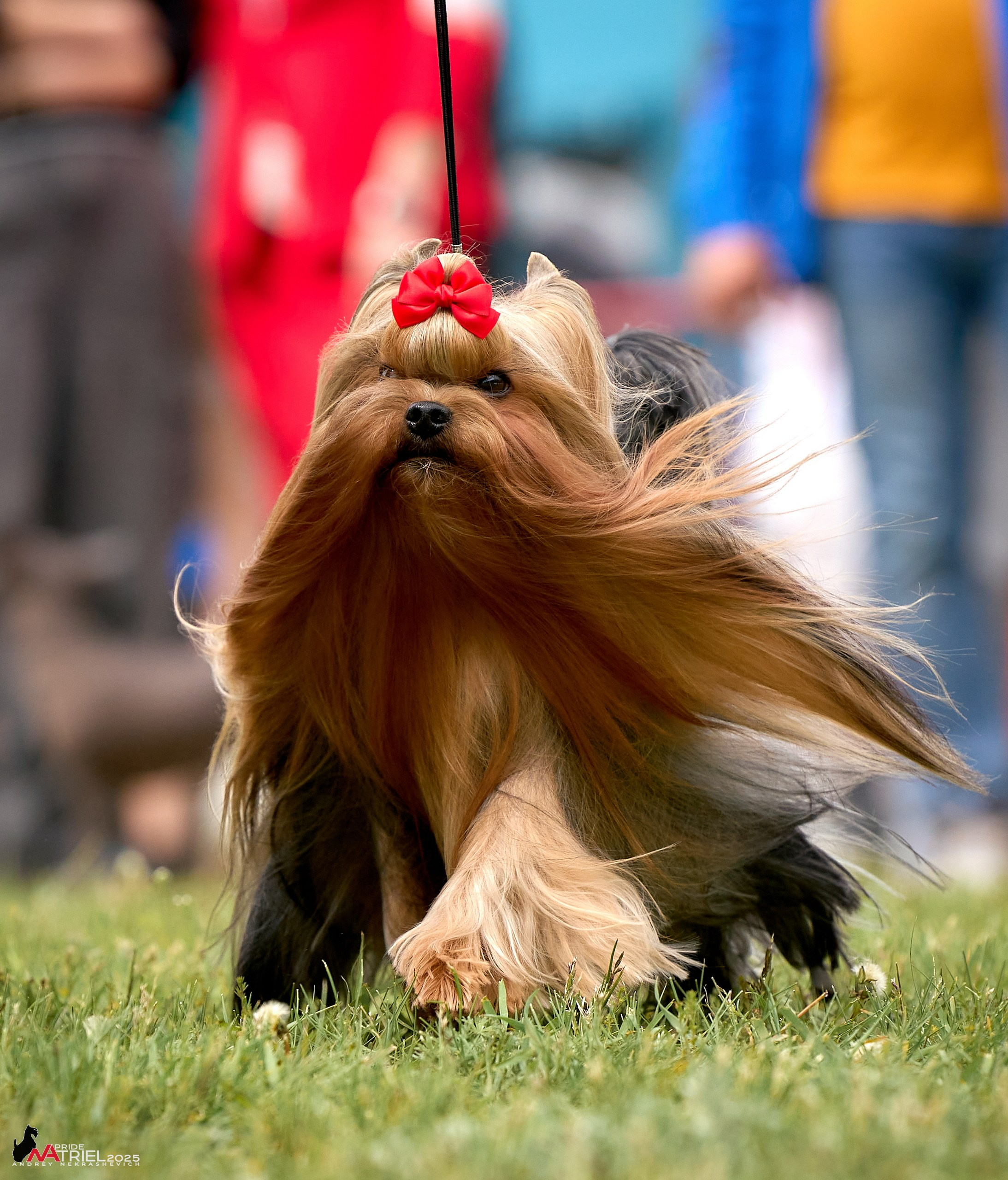 Выставка собак Суздаль-Владимир