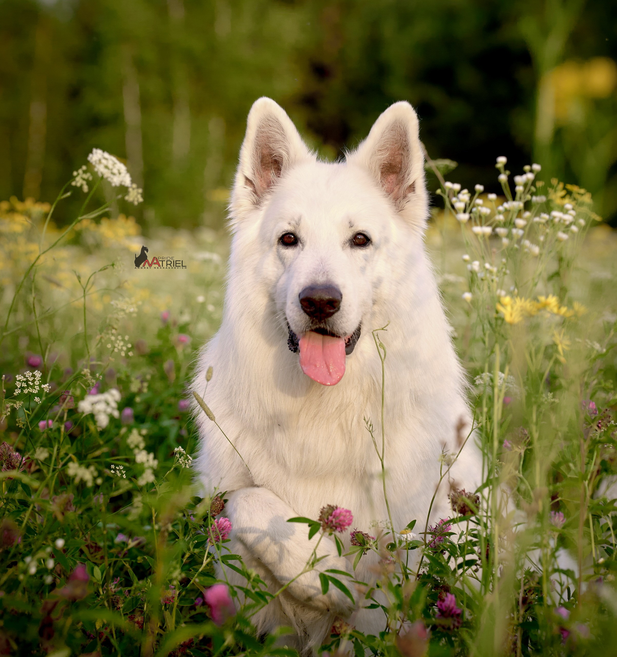 Портреты собак — галерея NATRIEL