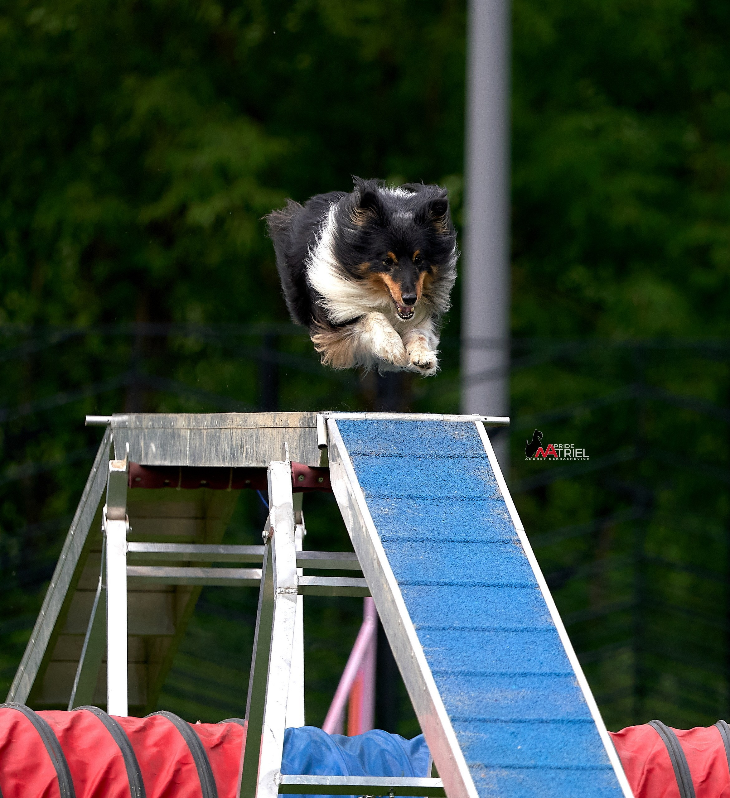 Аджилити — галерея NATRIEL