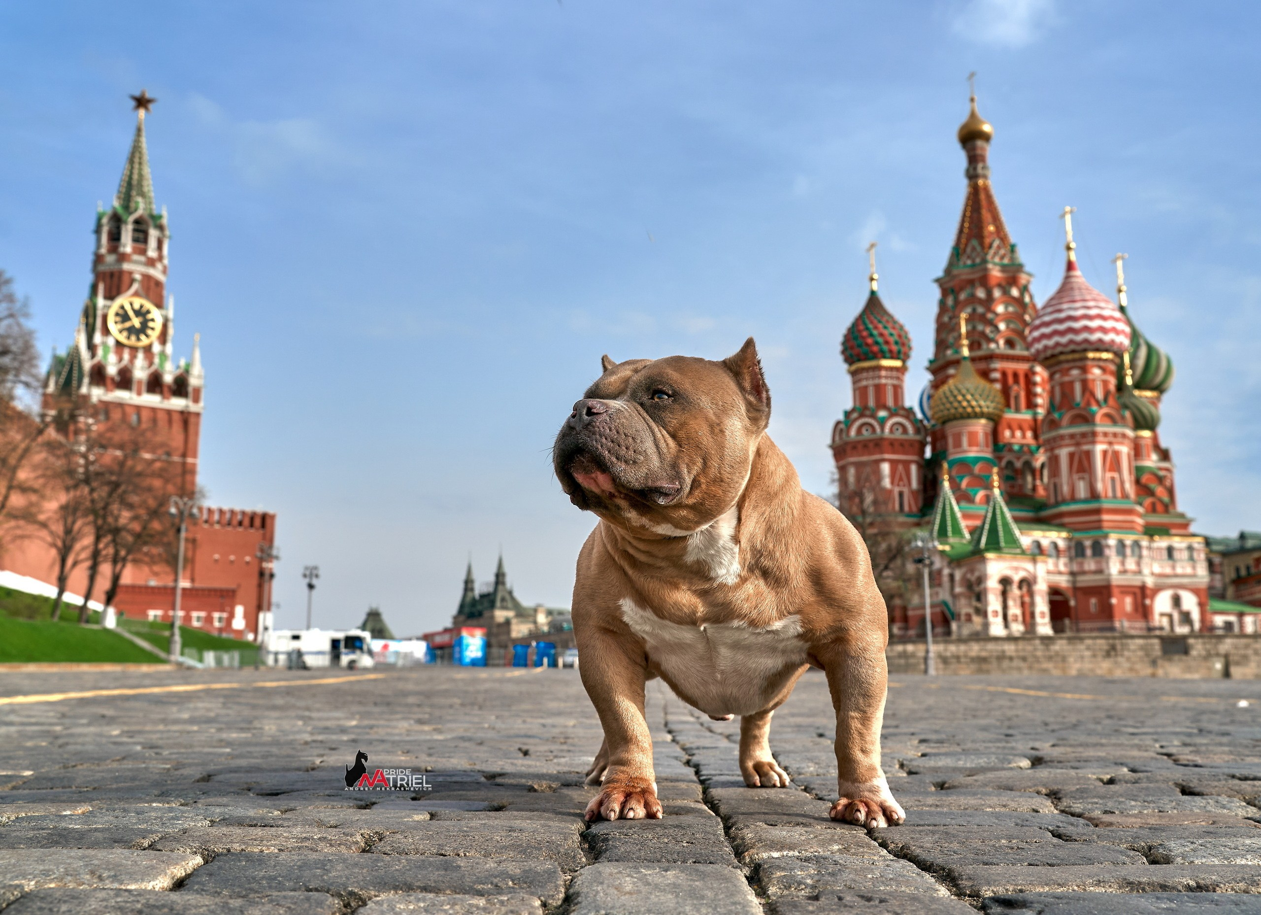 Портфолио NATRIEL