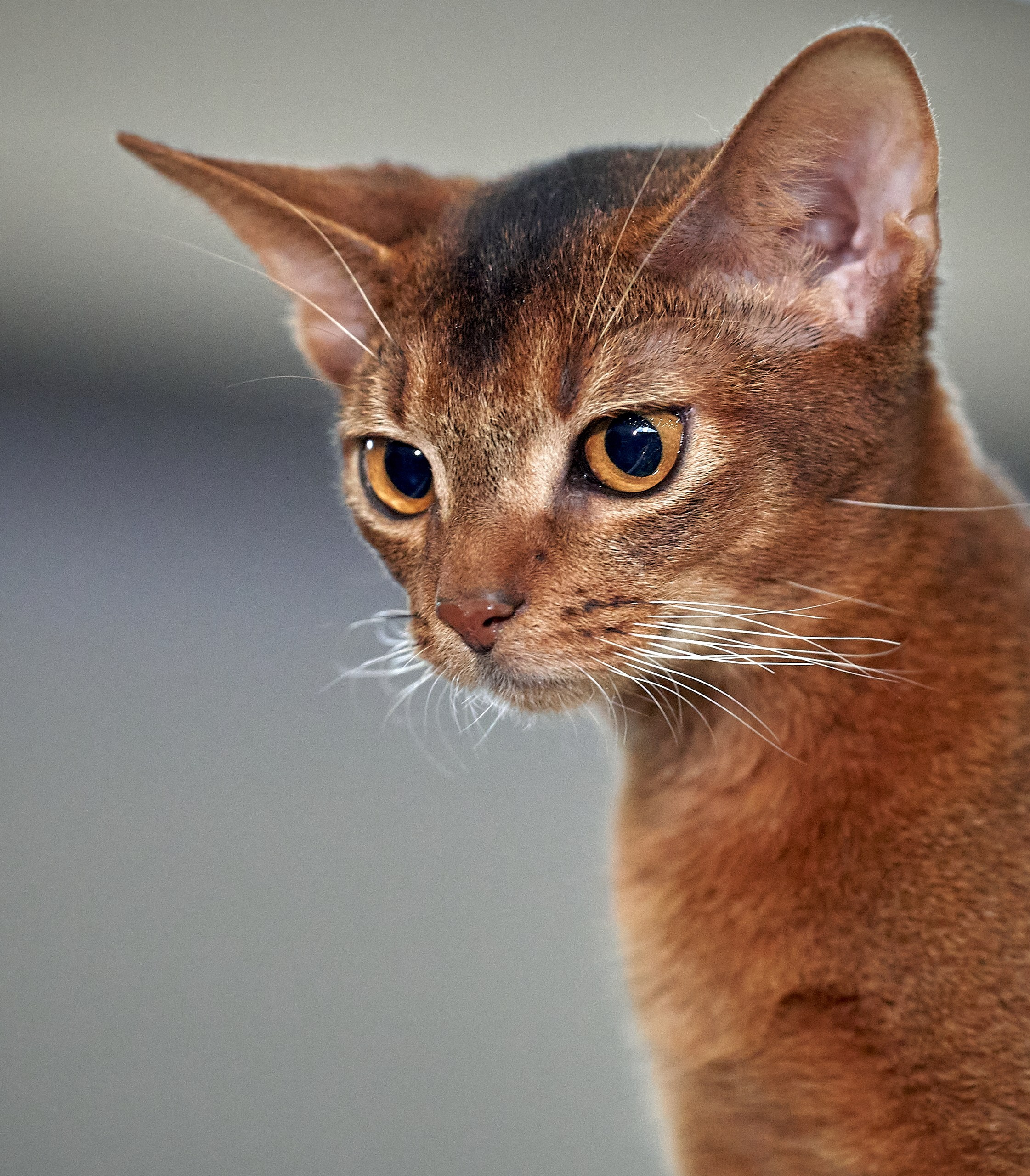 Кошки на выставках — галерея NATRIEL