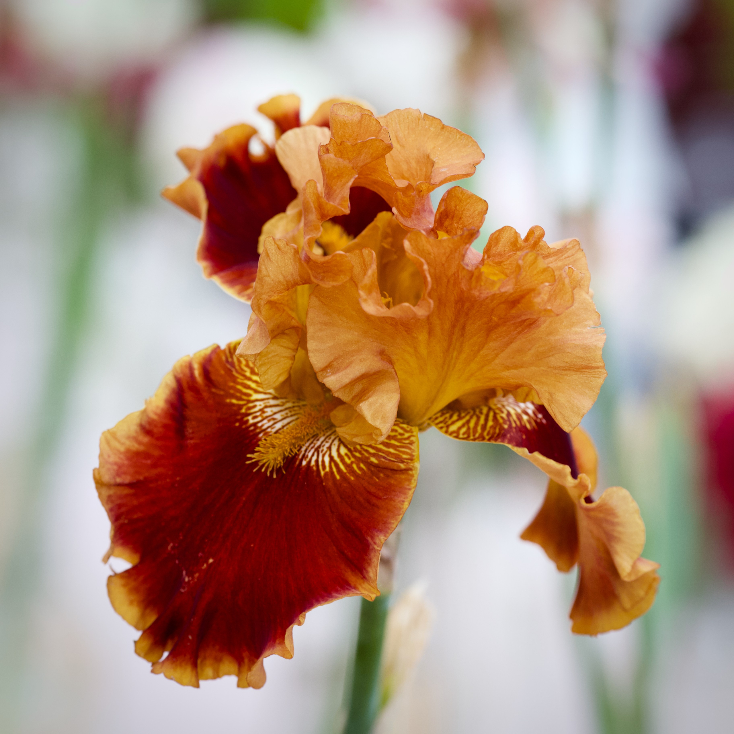 Аптекарский огород. Ирисы. Пионы. Школьные выпускные альбомы в Москве Марина Николаева