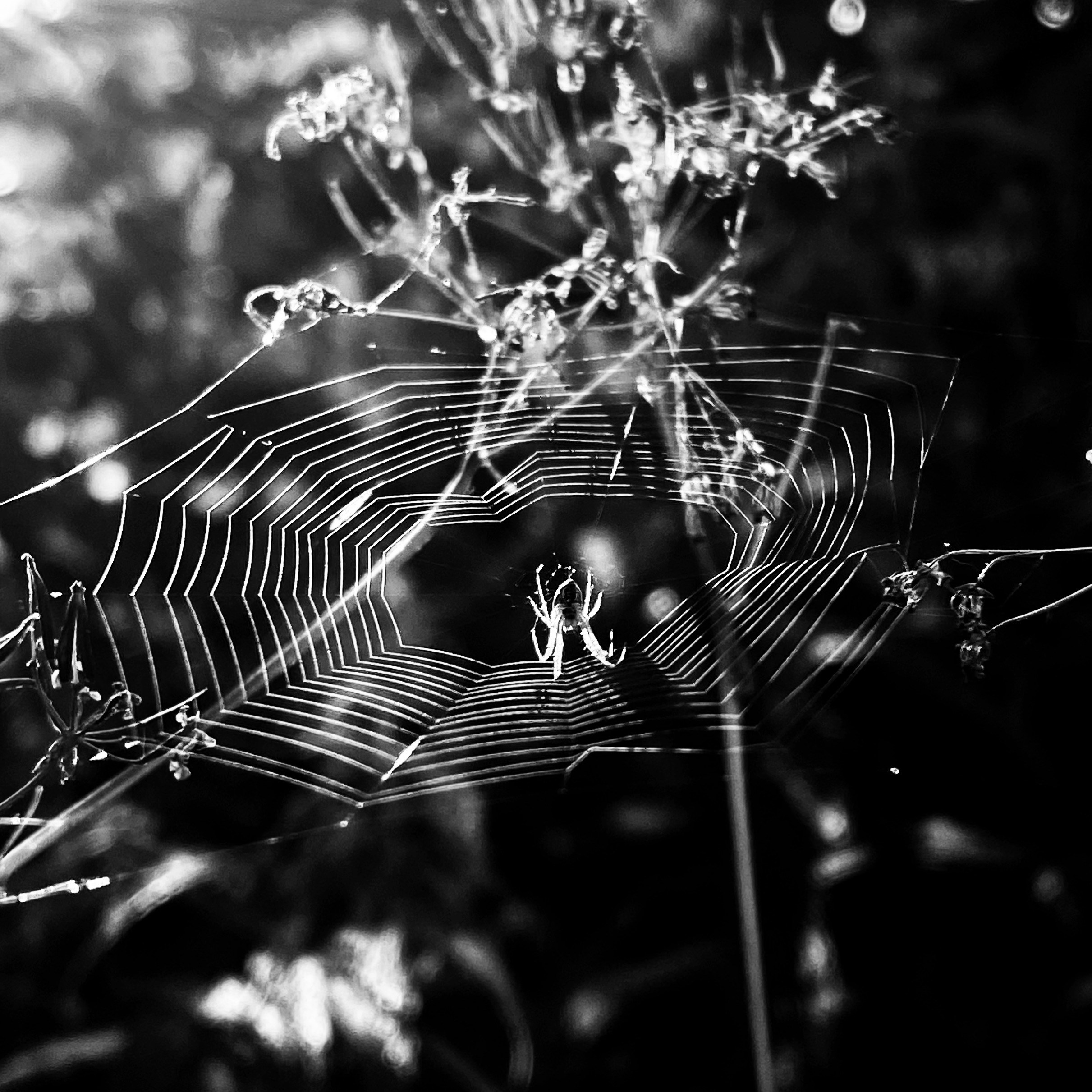 Работы с телефона. Свадебный фотограф в Москве Сафонова Анна