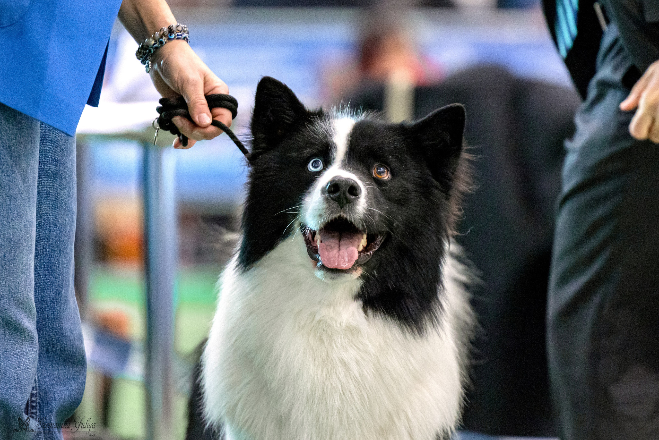 Минск 25-26.11.2023. Фотограф-анималист Юлия Германика