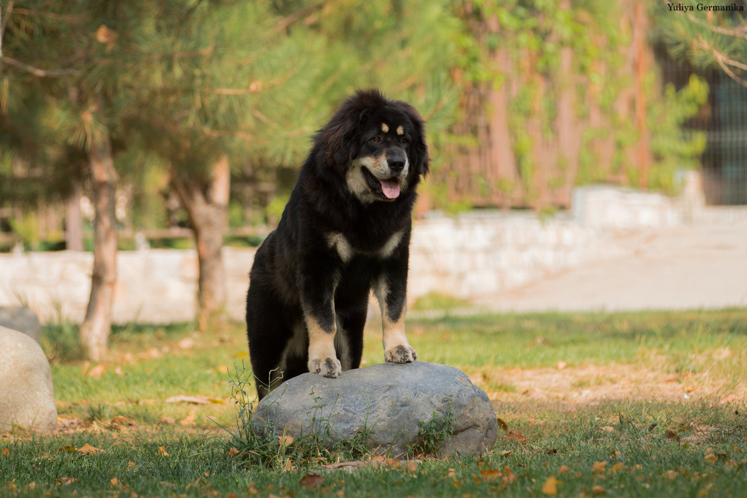 Ташкент 6-8.10.2023 + Алматы 14-15.10.2023. Фотограф-анималист Юлия Германика