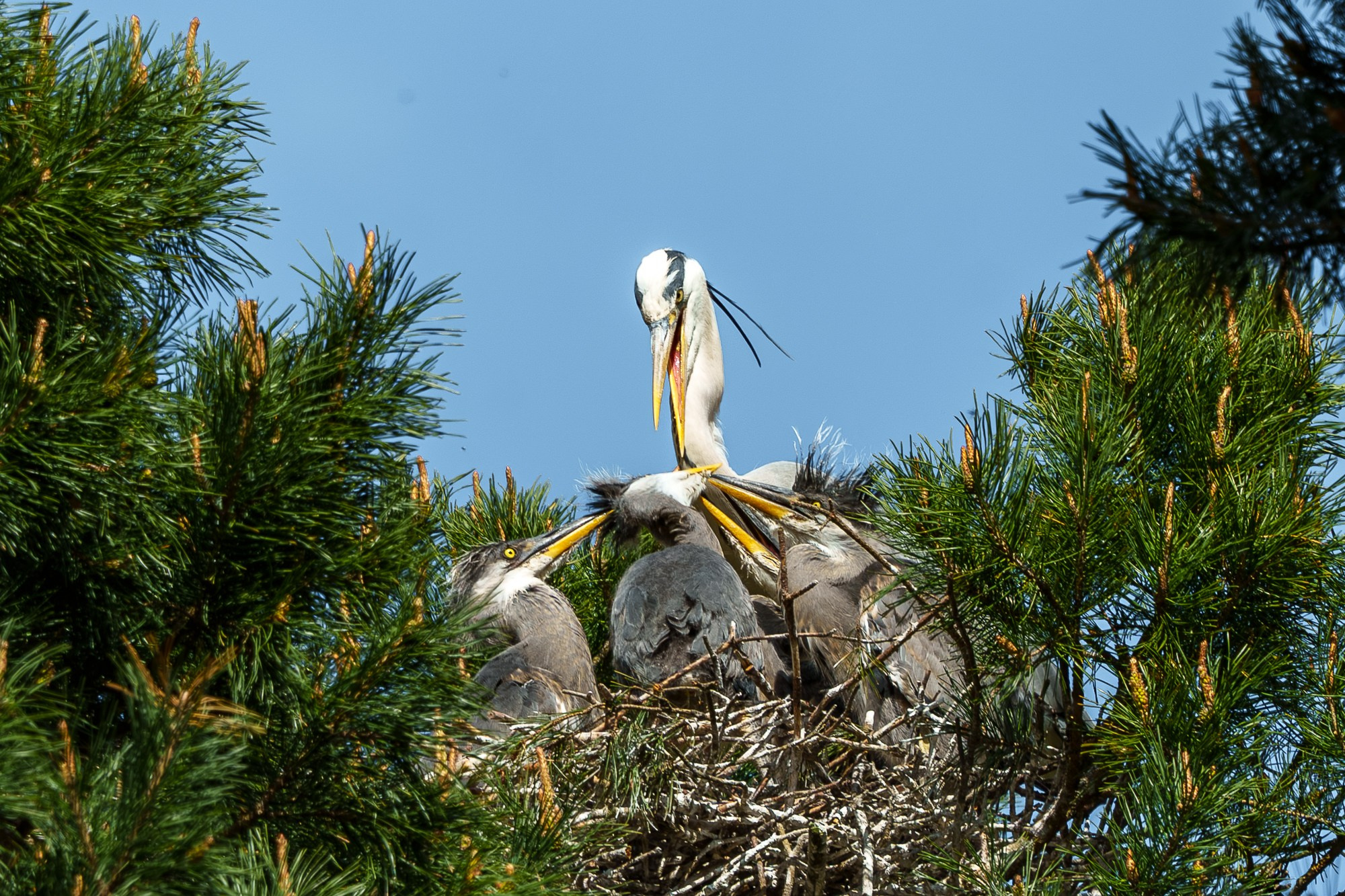 Удивительные мир птиц. Вокруг нас столько прекрасного — присмотритесь!. Ваш личный фотограф Марина Волкова