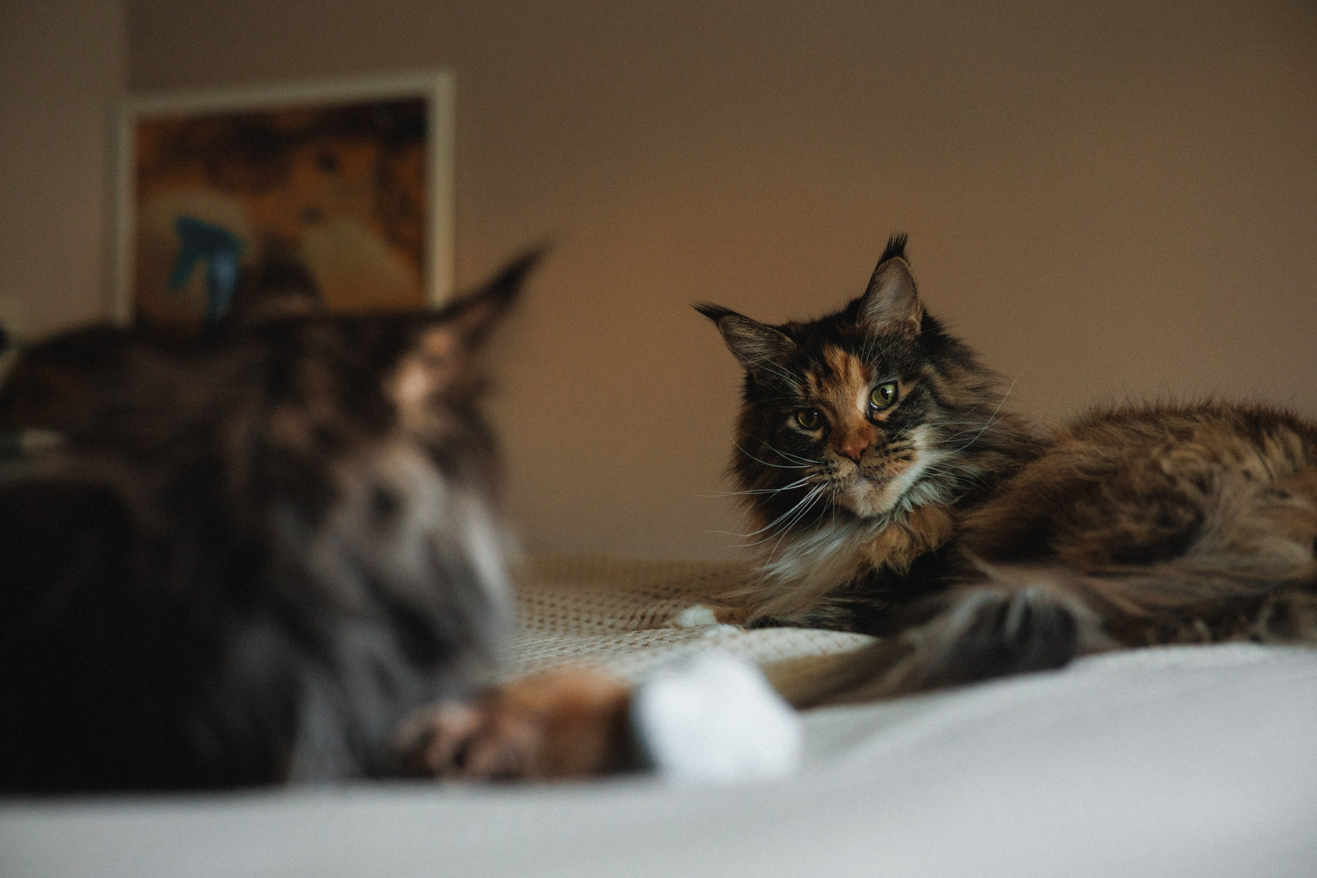 Флоки и Хисса. Фотограф в Санкт-Петербурге Алёна Губинская