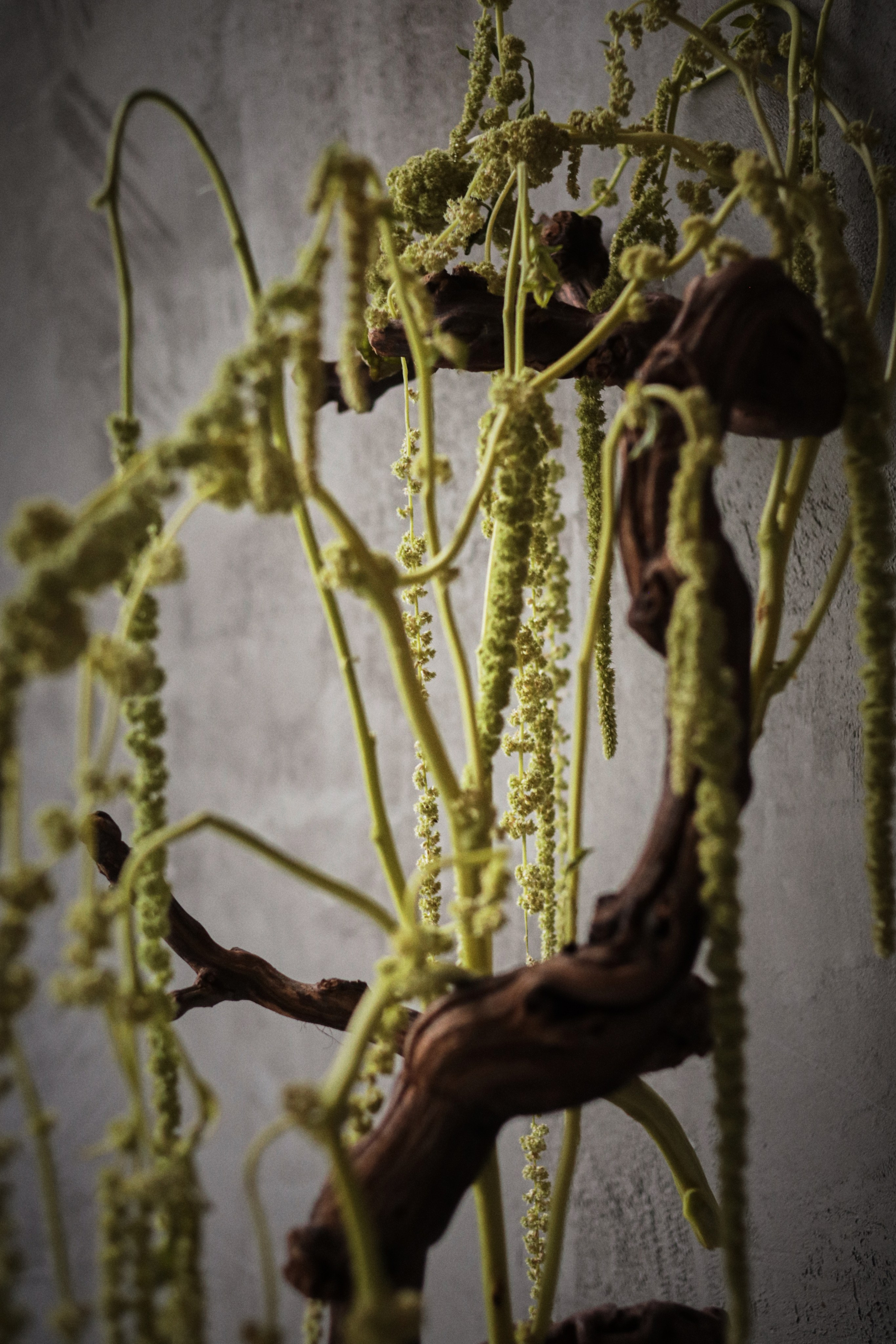 Flowers. Виктория Калугина — фотограф и видеомейкер в Москве