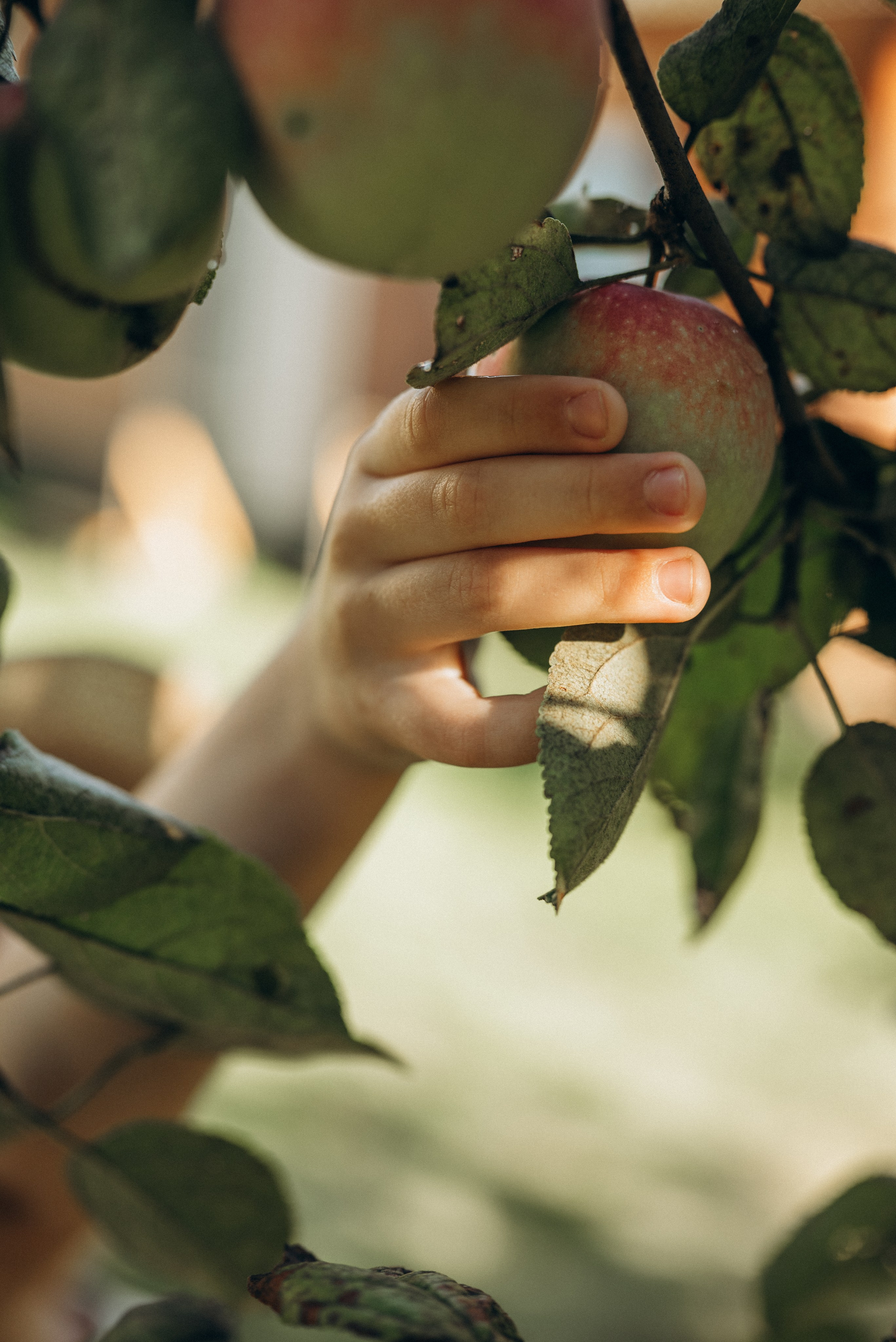 Маленький садовник. Семейный фотограф в Москве Дарья Пузикова