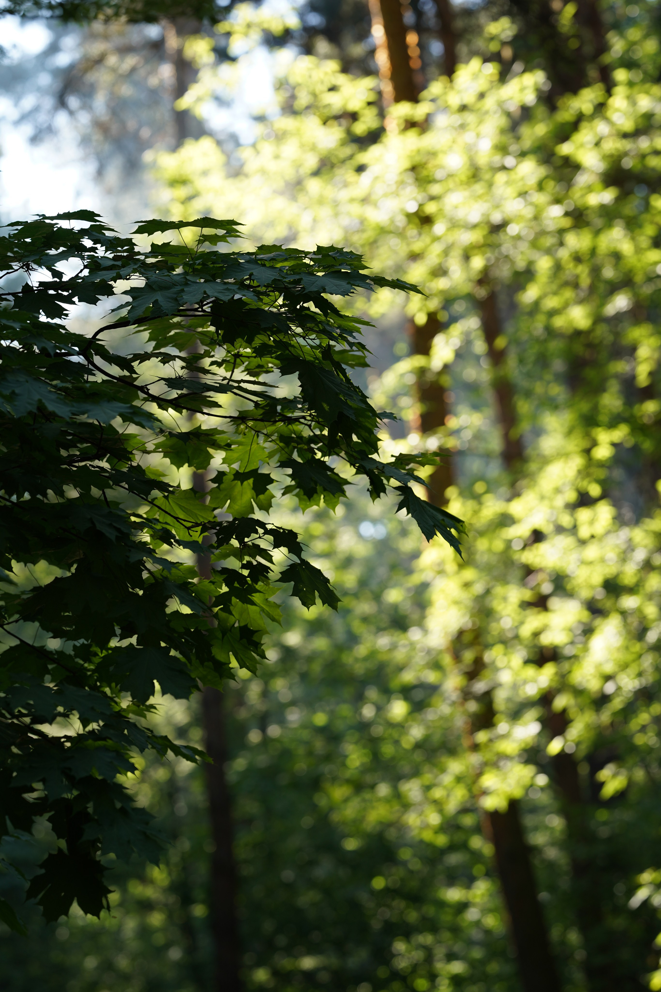 Природа. Фотограф в Москве Мария ~Zagagul~