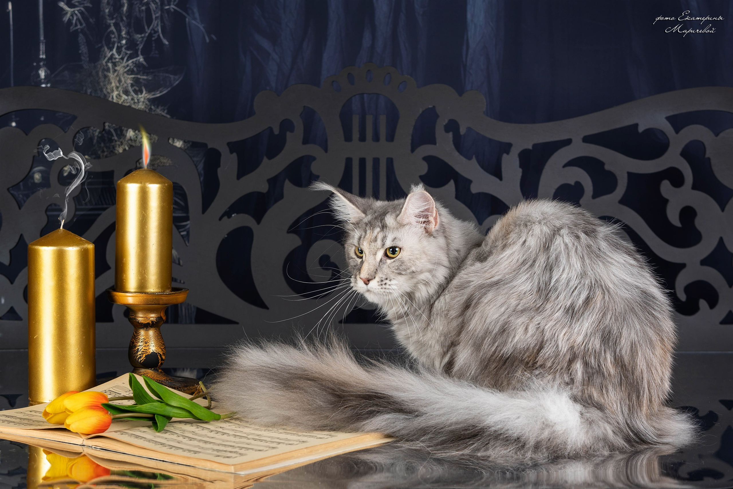 Стендовая съёмка на выставках кошек. Фотограф-анималист в Омске Екатерина Маричева