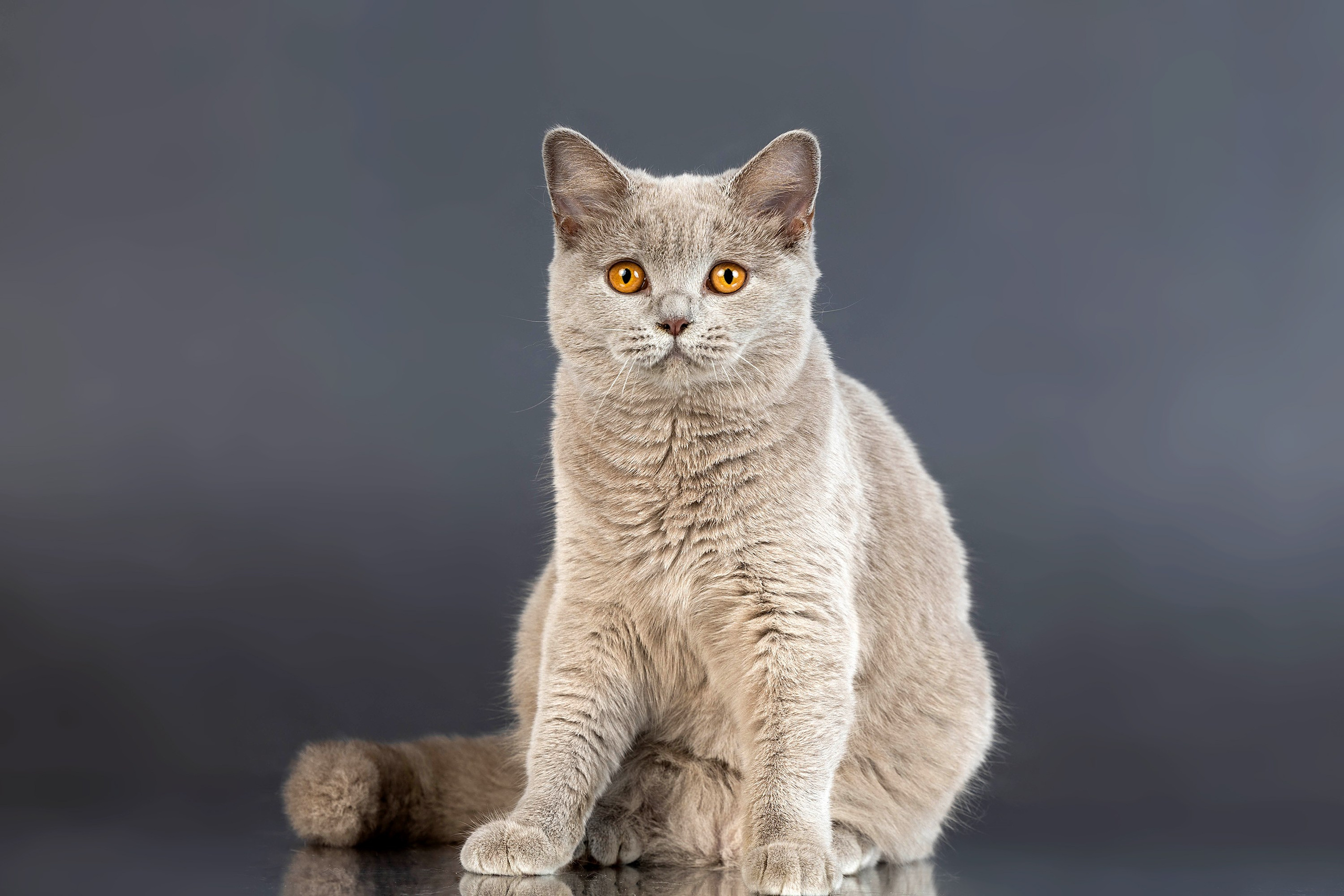 Стендовая съёмка на выставках кошек. Фотограф-анималист в Омске Екатерина Маричева