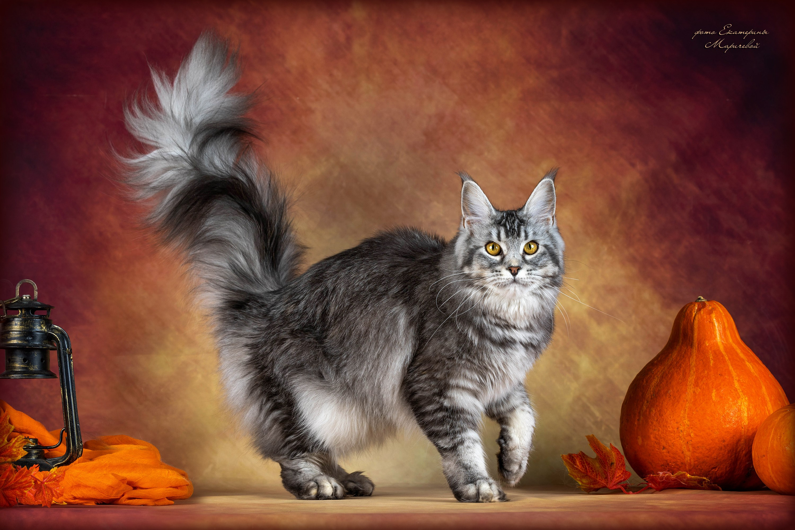 Стендовая съёмка на выставках кошек. Фотограф-анималист в Омске Екатерина Маричева