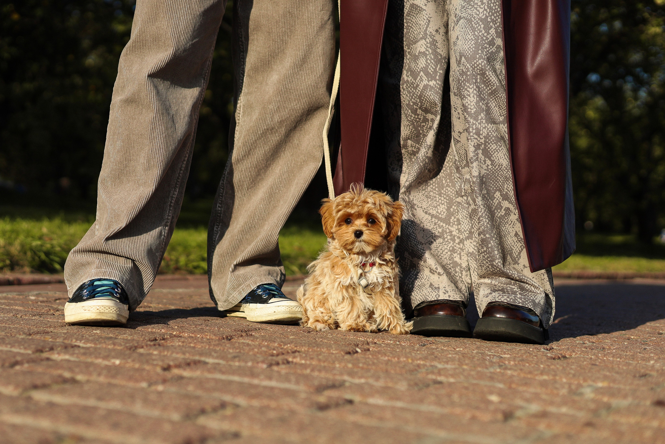 Лили, Роман и Анастасия. Фотограф-анималист Ксения Шевцова|Москва