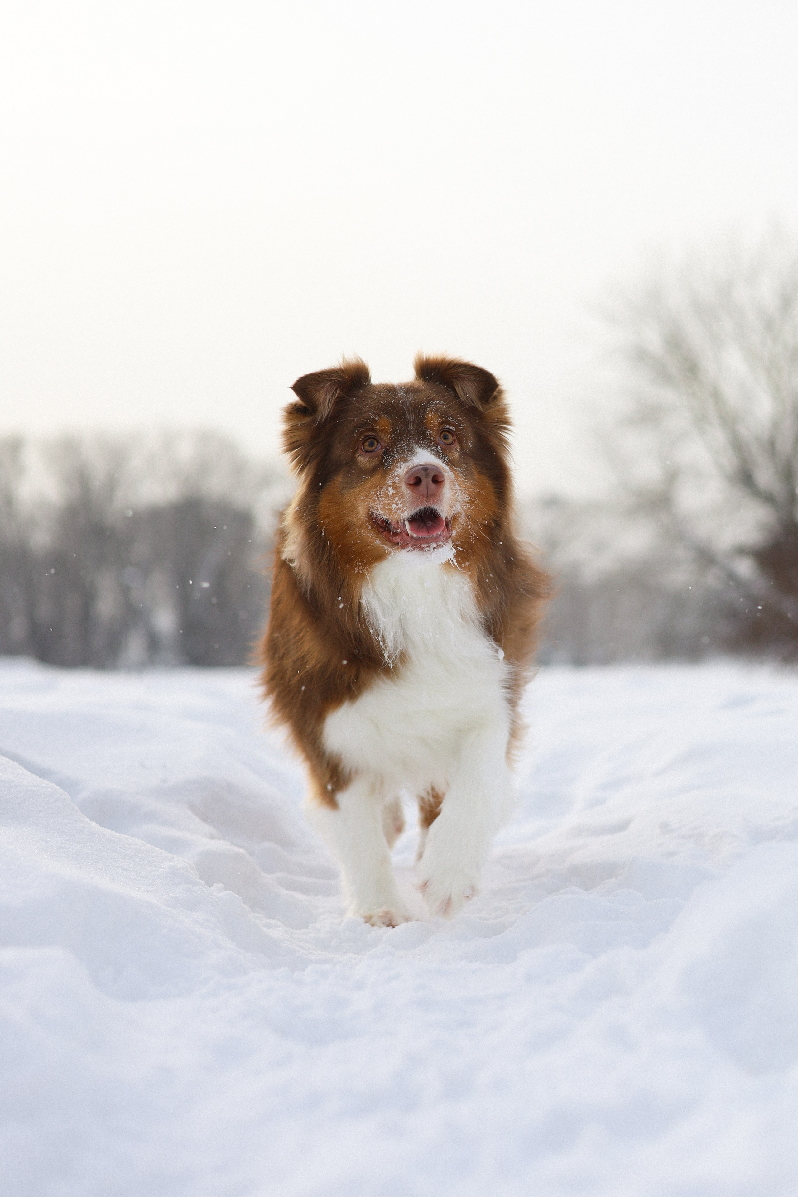 Макалу и Аня. Фотограф-анималист Ксения Шевцова|Москва