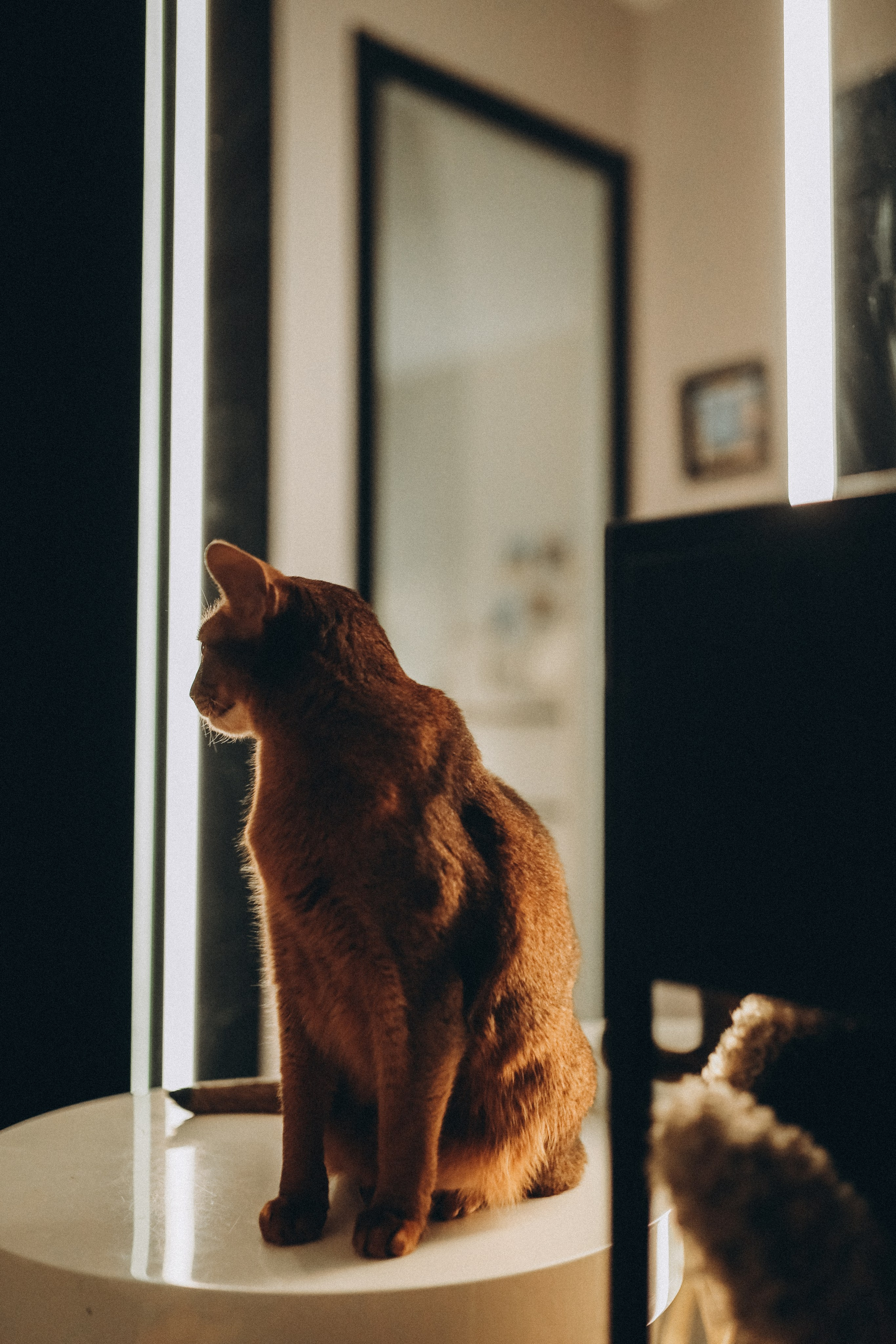 Один день дома. Семейный и детский фотограф в Москве Анастасия Меликова