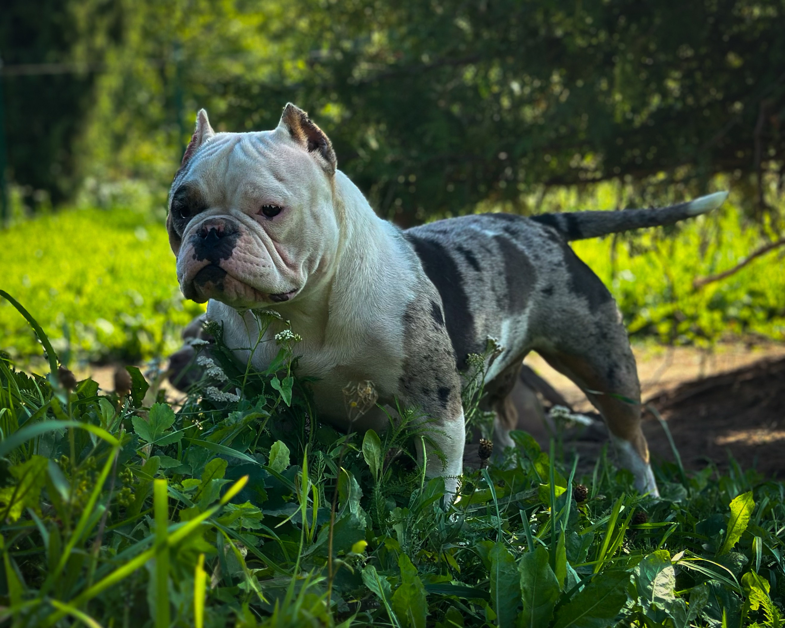 Saint-P Bully's Dynasty. Питомник американских булли Bounty Pride Bully