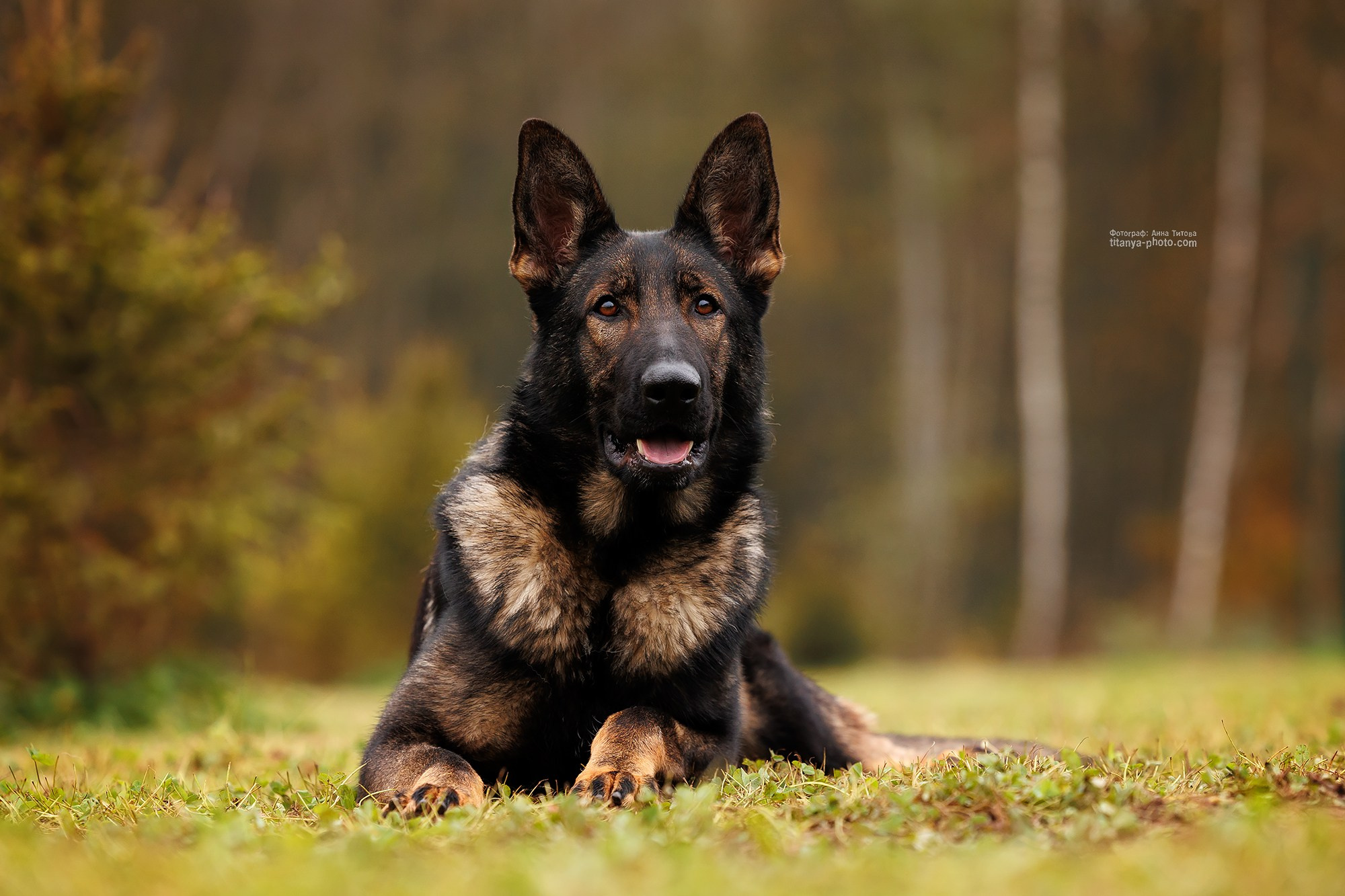 Фото немецких овчарок. Фотограф собак, фотограф-анималист Аня Титова (Titanya). Москва